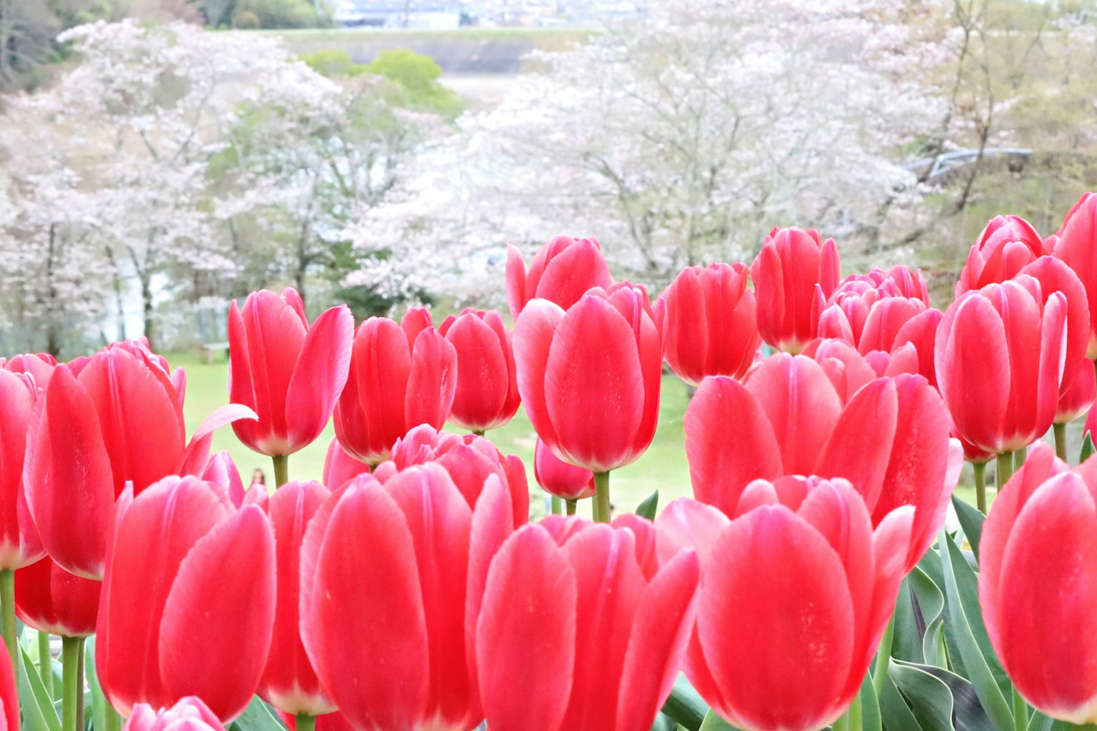 Immagine di tulipani rossi vivaci in un paesaggio pittoresco