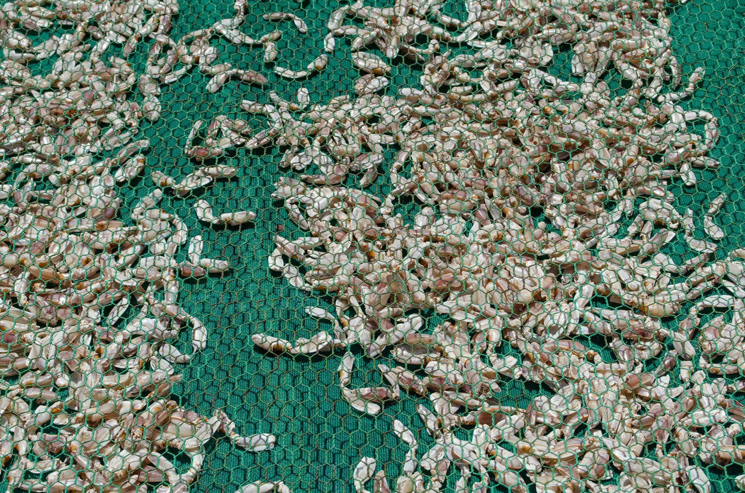 Una distesa di piccoli insetti secchi su una superficie a rete verde