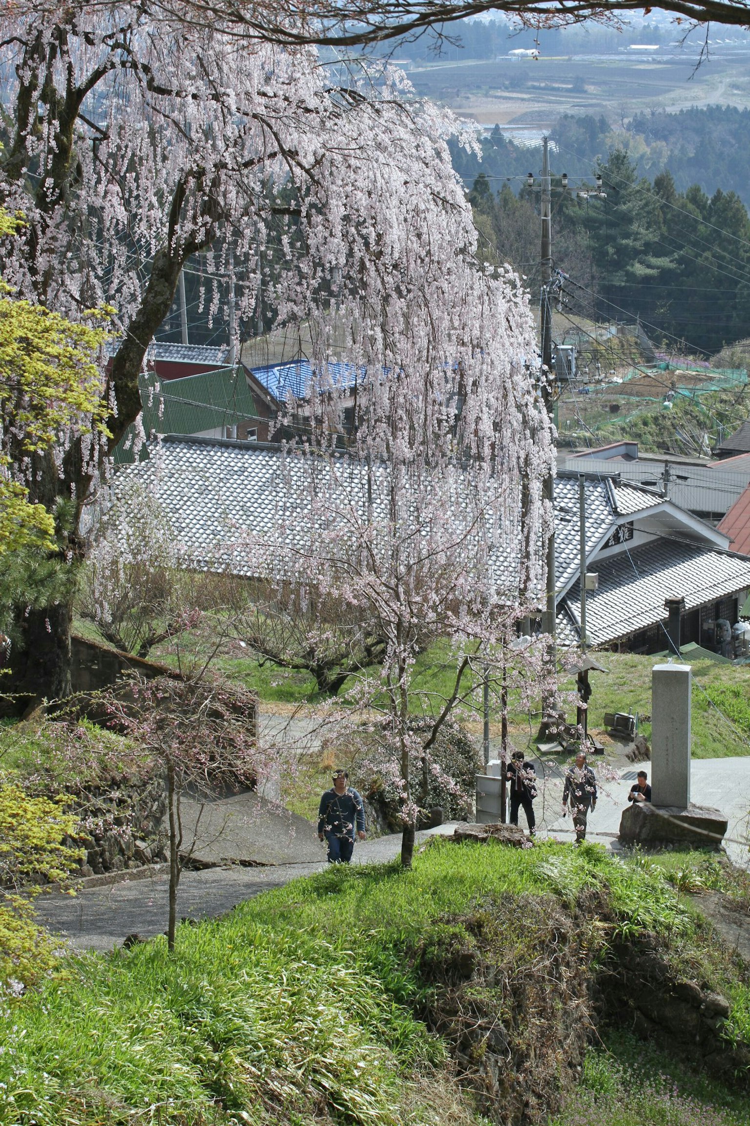 Pohon sakura yang mekar di sepanjang jalan pedesaan dengan orang-orang yang berjalan