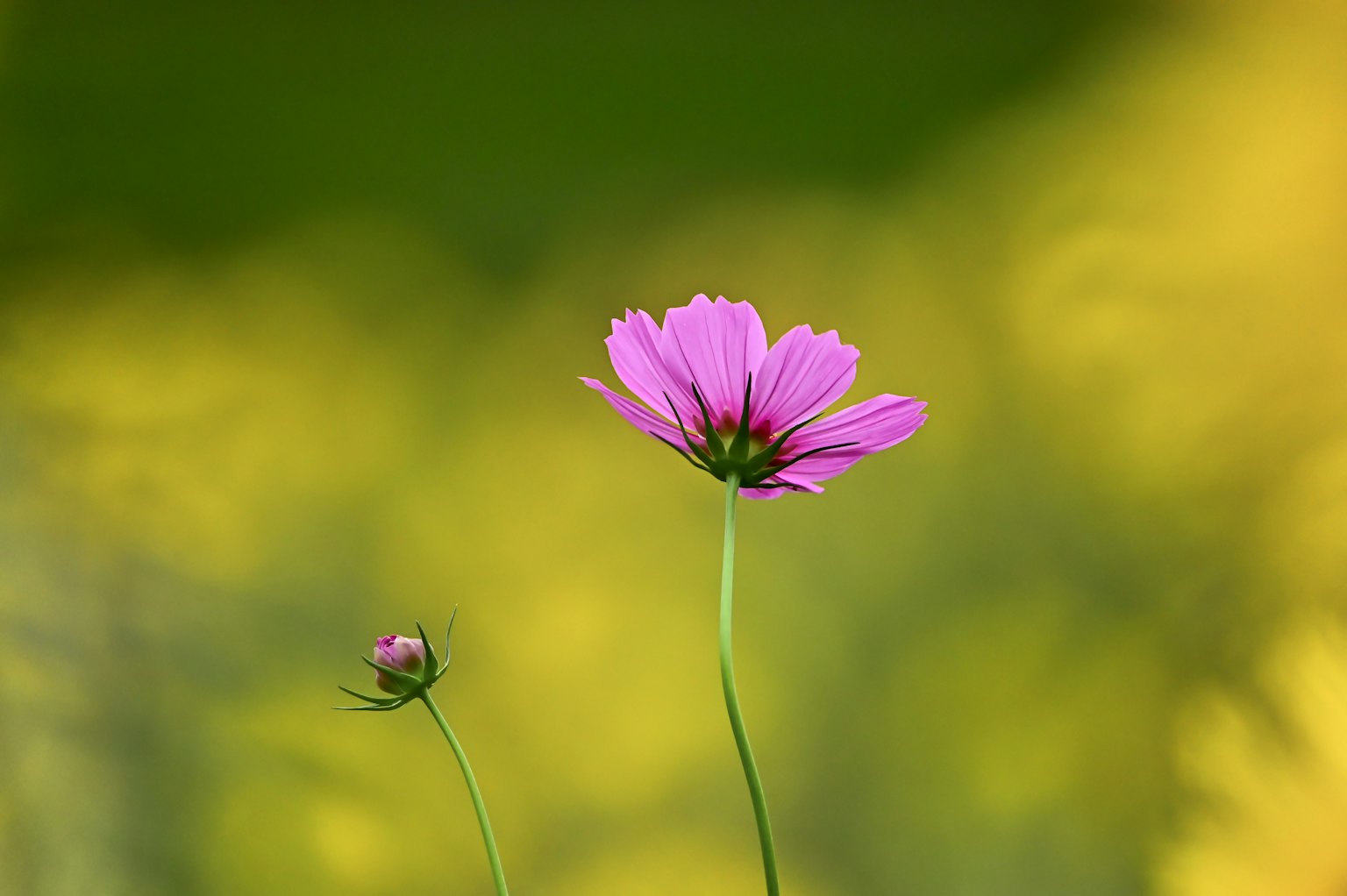Una flor rosa vibrante de pie contra un fondo amarillo borroso