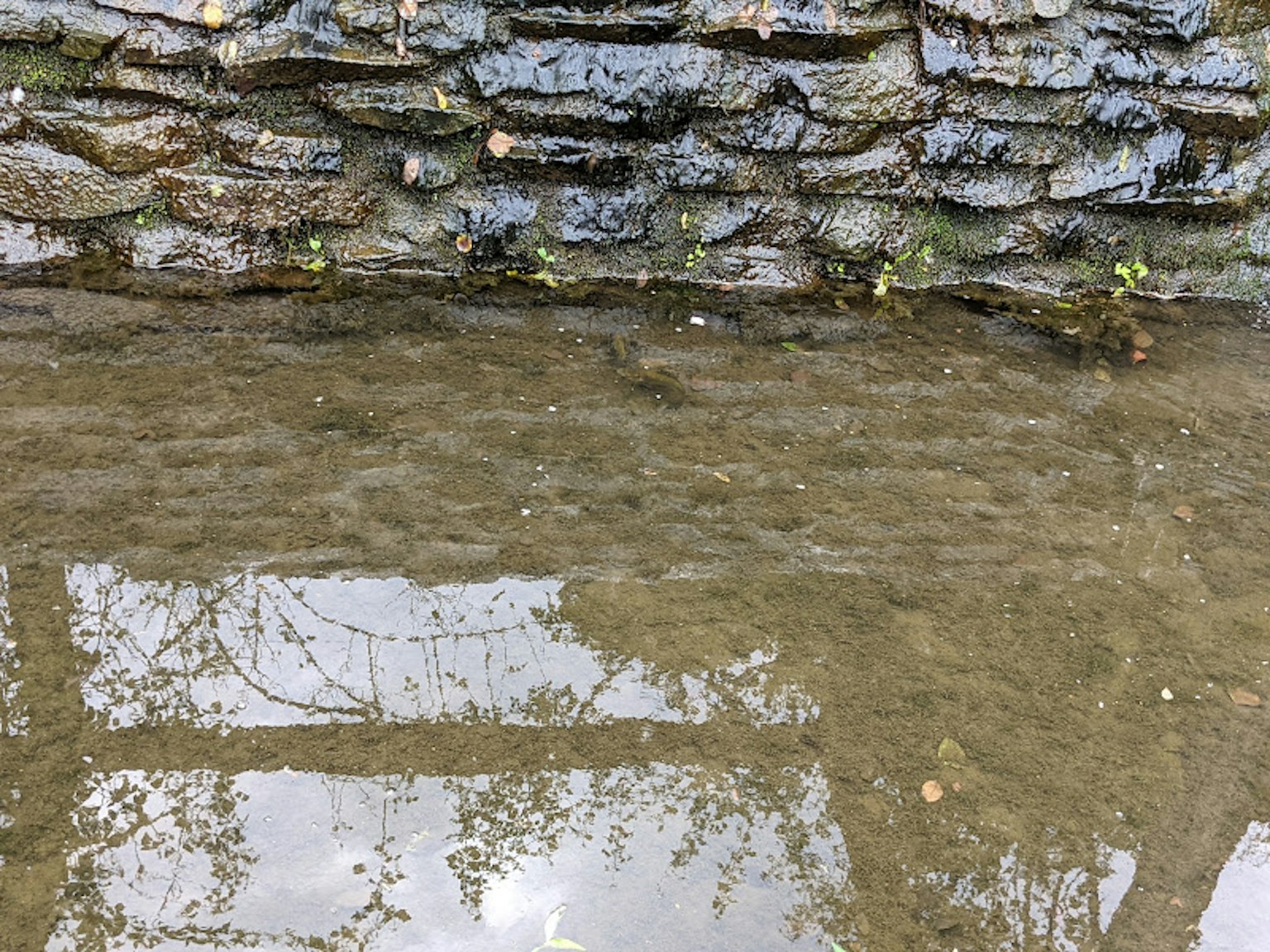 Riflesso di un muro di pietra e piante sulla superficie dell'acqua