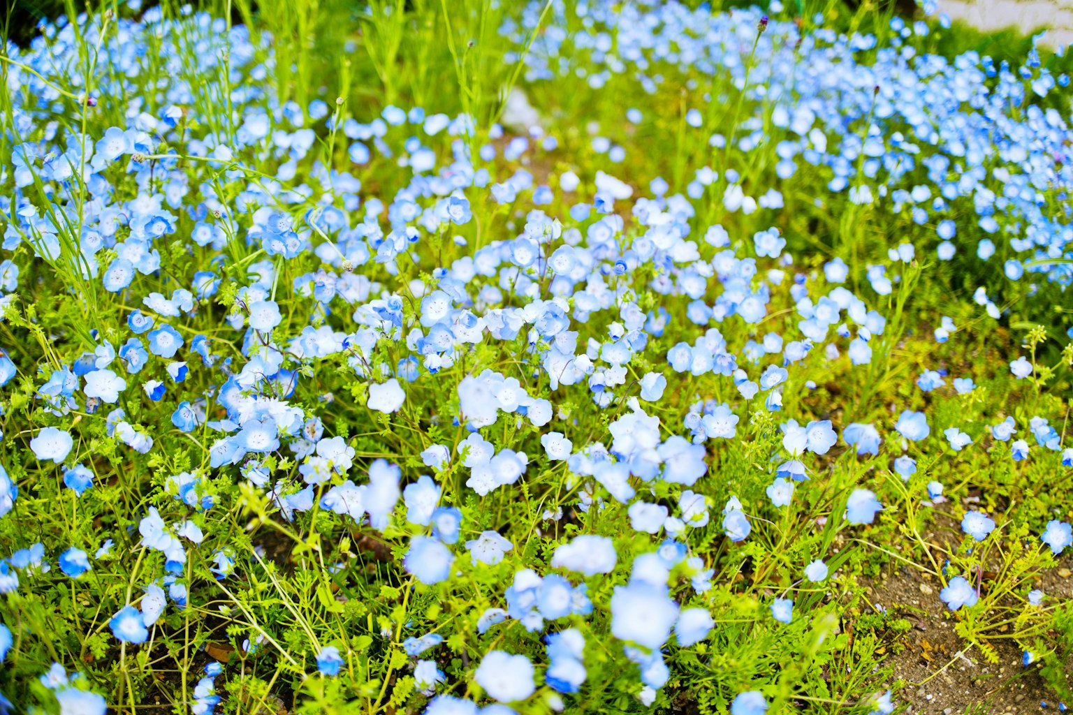 Un campo di fiori blu in fiore con erba verde