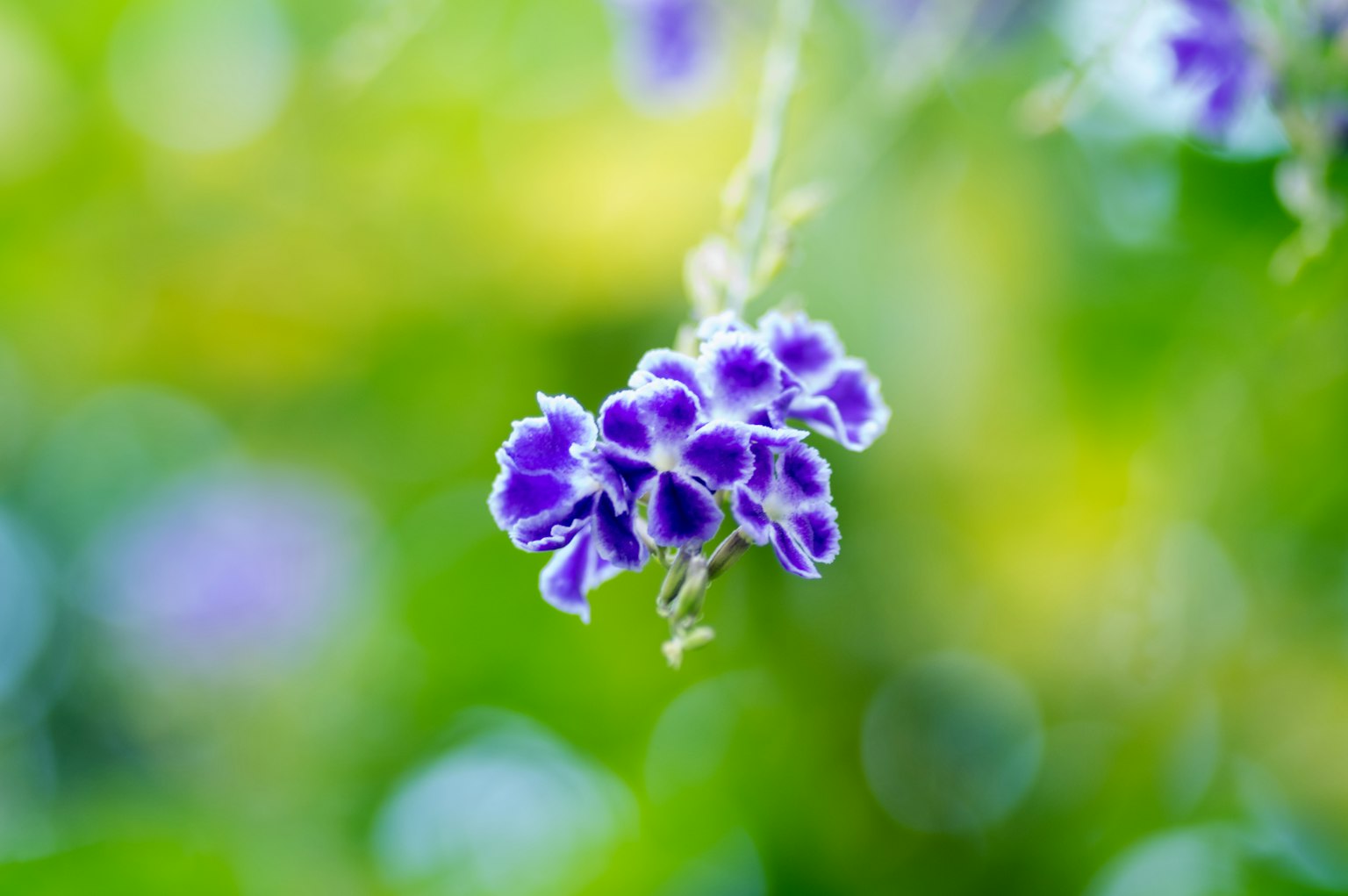 Fleurs violettes vibrantes sur un fond vert flou