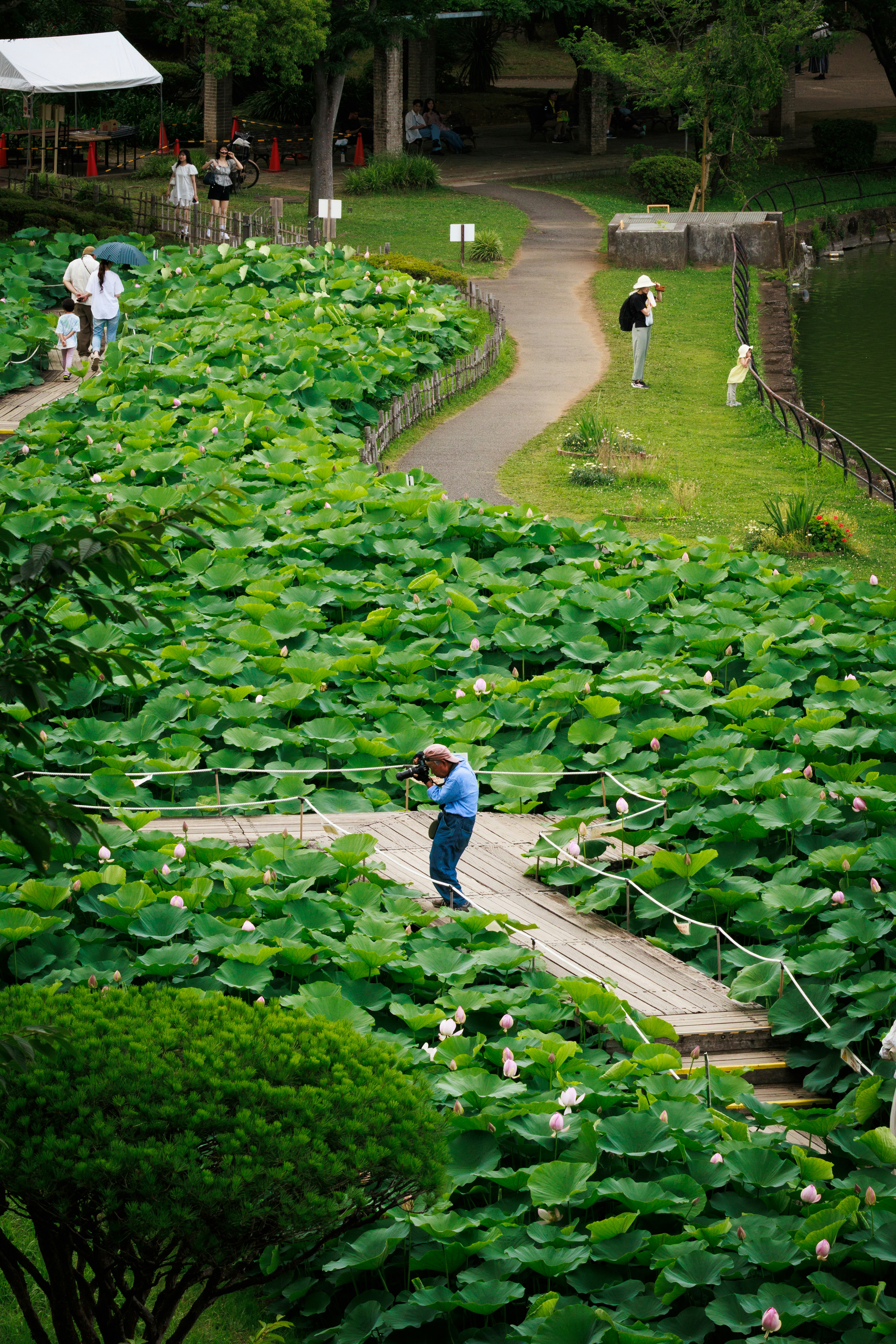 千葉公園の蓮園で歩く人々と木道の小径