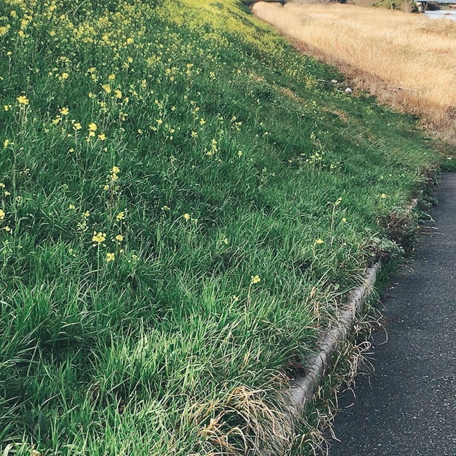 Un paesaggio con erba verde e fiori gialli in fiore su una pendenza