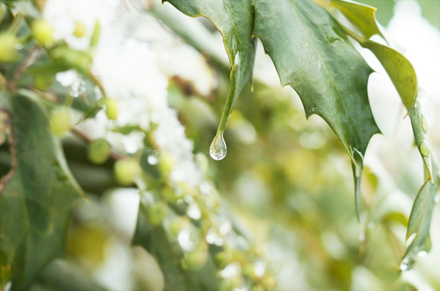 Primer plano de hojas verdes con una gota de agua colgando