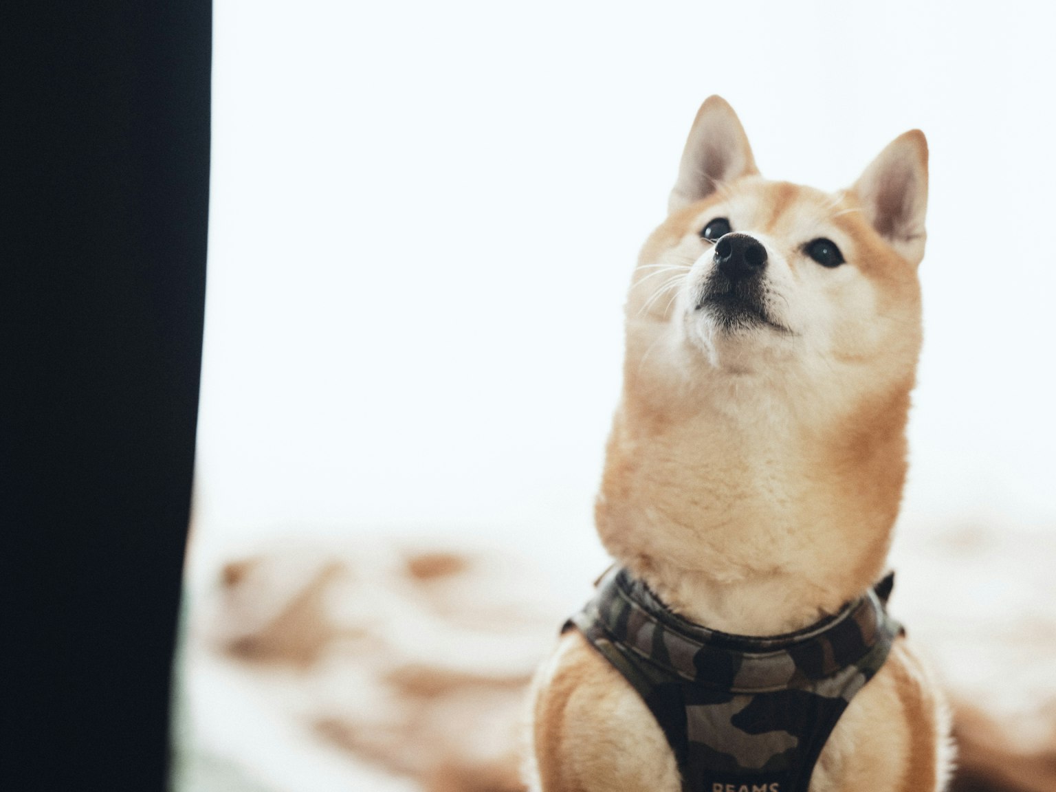 Shiba Inu portant un harnais camouflage regardant en haut