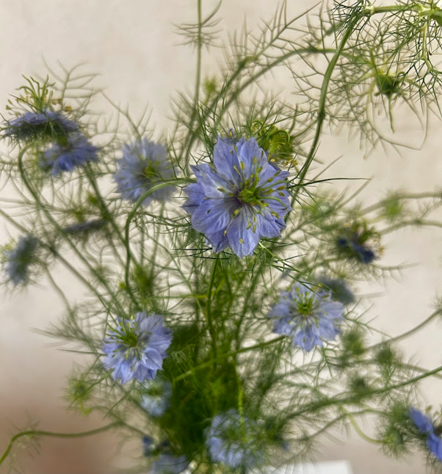 Ein Strauß zarter blauer Blumen mit feinen grünen Stängeln