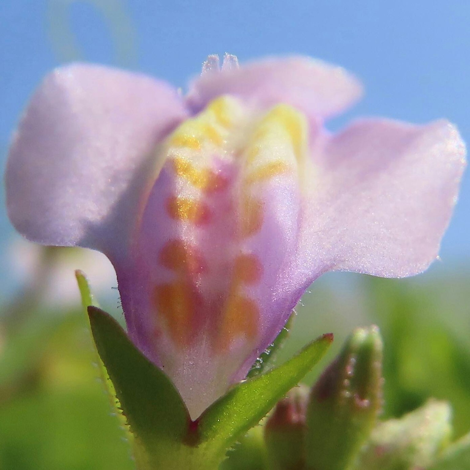 Nahaufnahme einer lebhaften lila Blume mit gelben Mustern