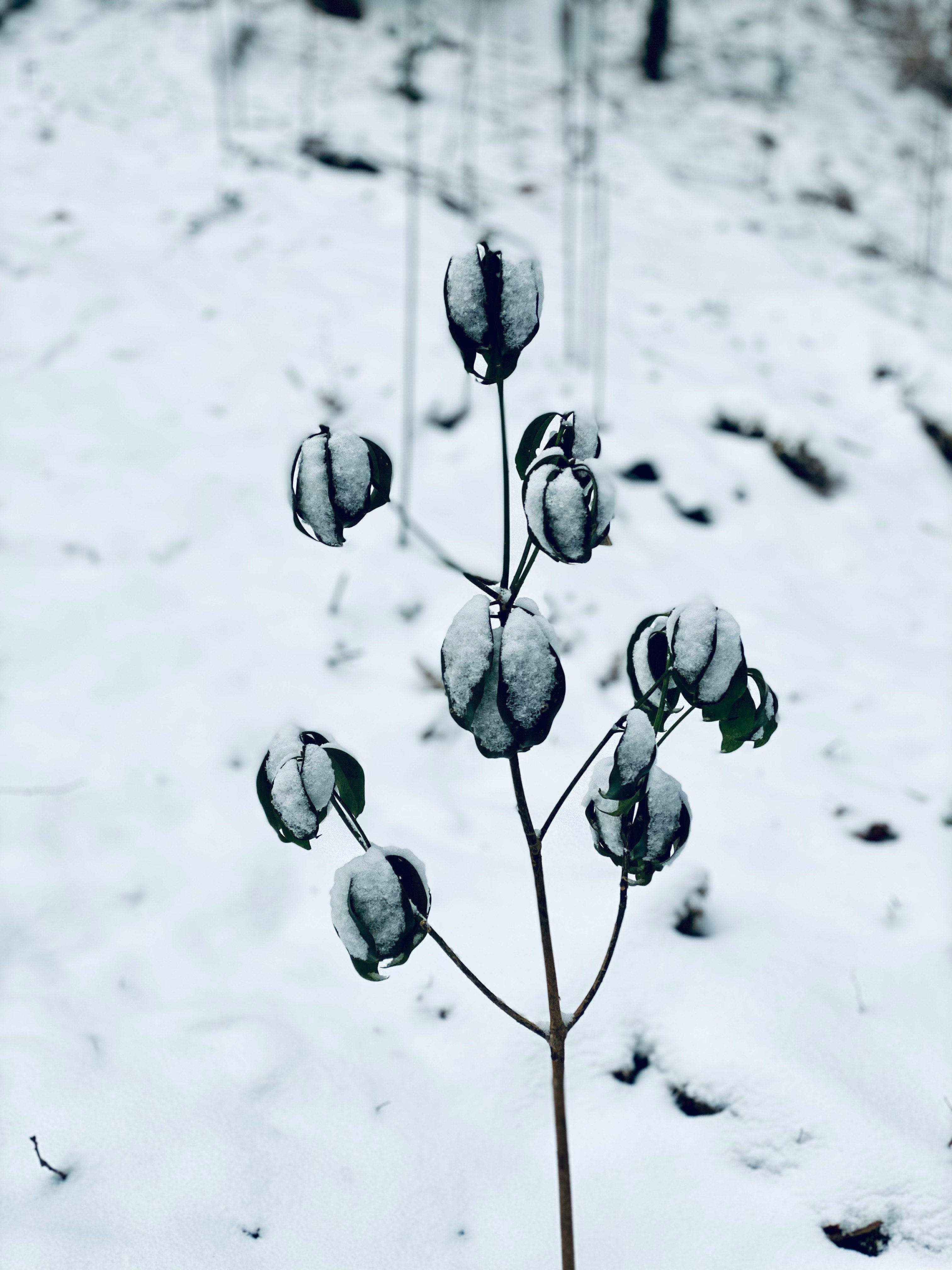 branche couverte de neige avec des bourgeons