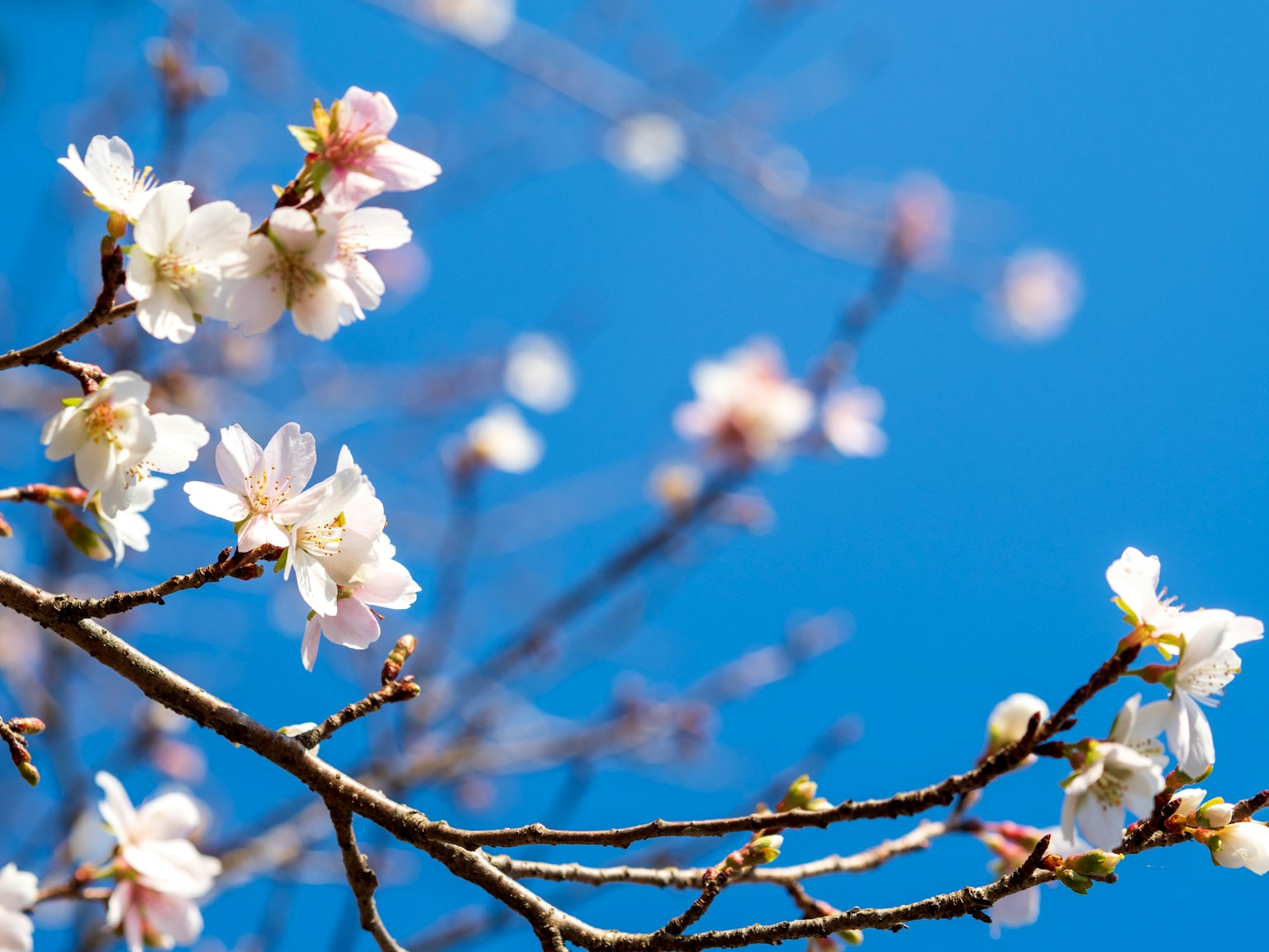 Gros plan de fleurs de cerisier contre un ciel bleu