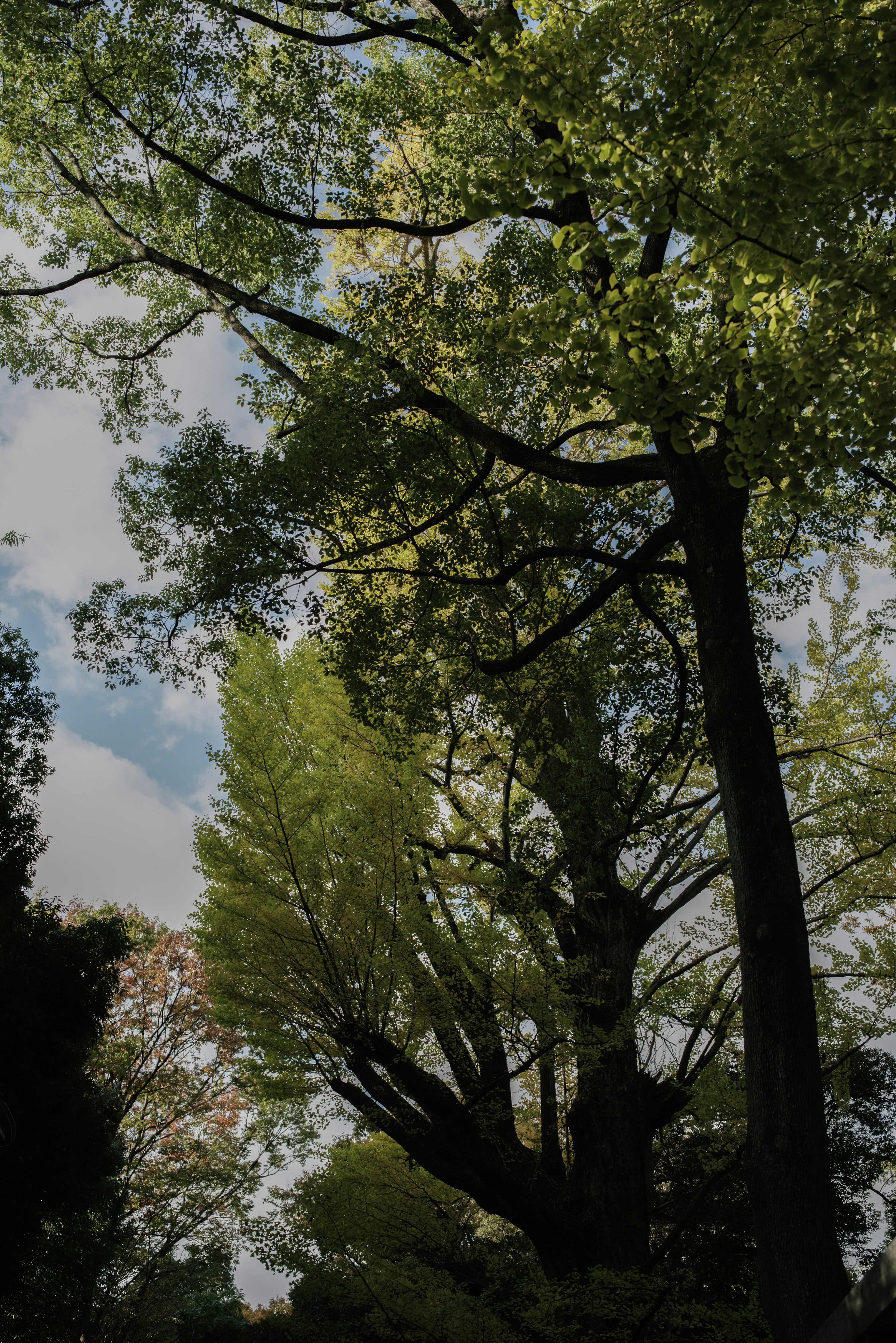 色づいた木々の枝と空の景色
