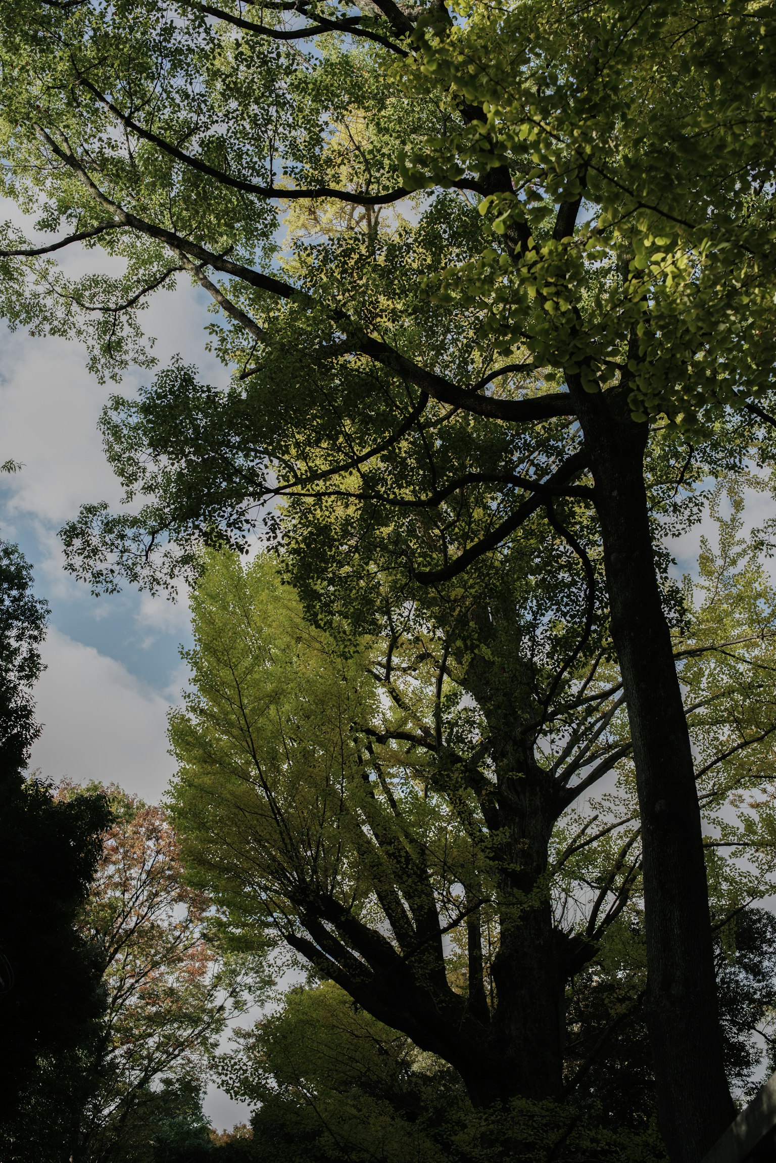 Üppige grüne Bäume vor einem hellen Himmel