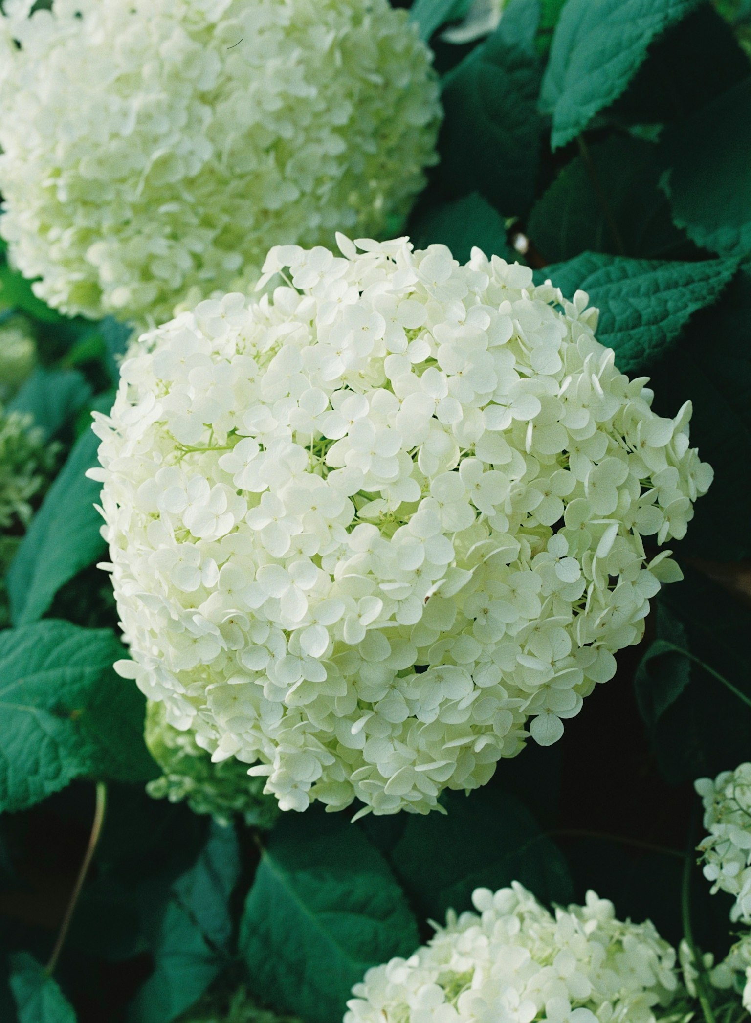 White hydrangea flowers blooming with green leaves