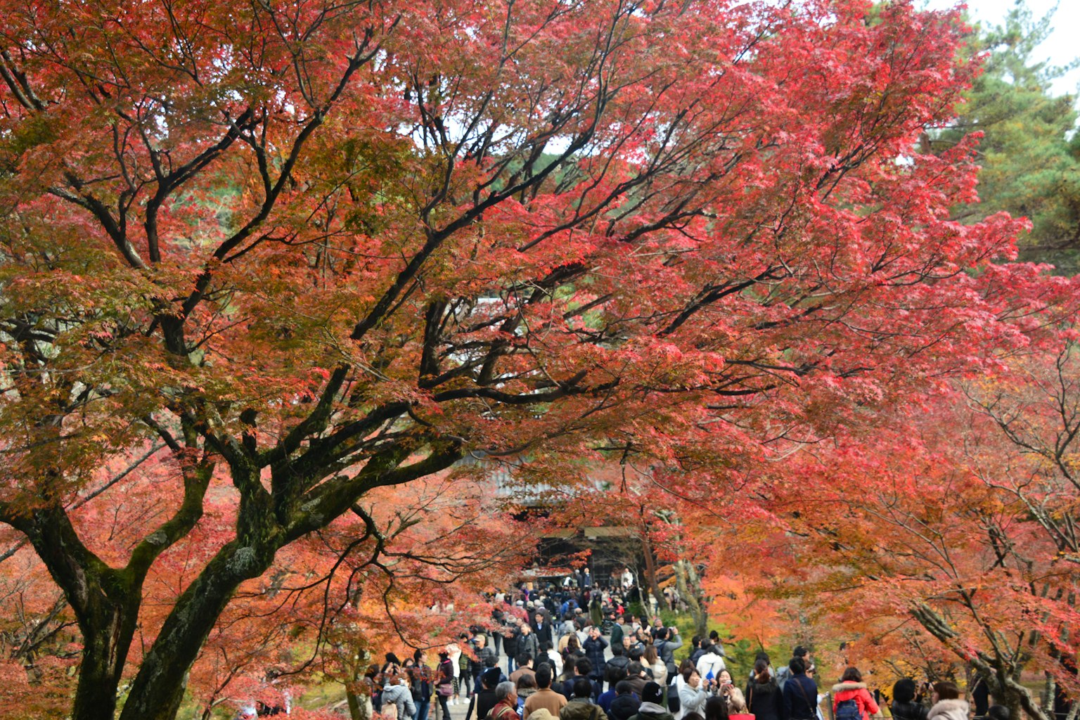 紅葉した木々の下に人々が集まる風景