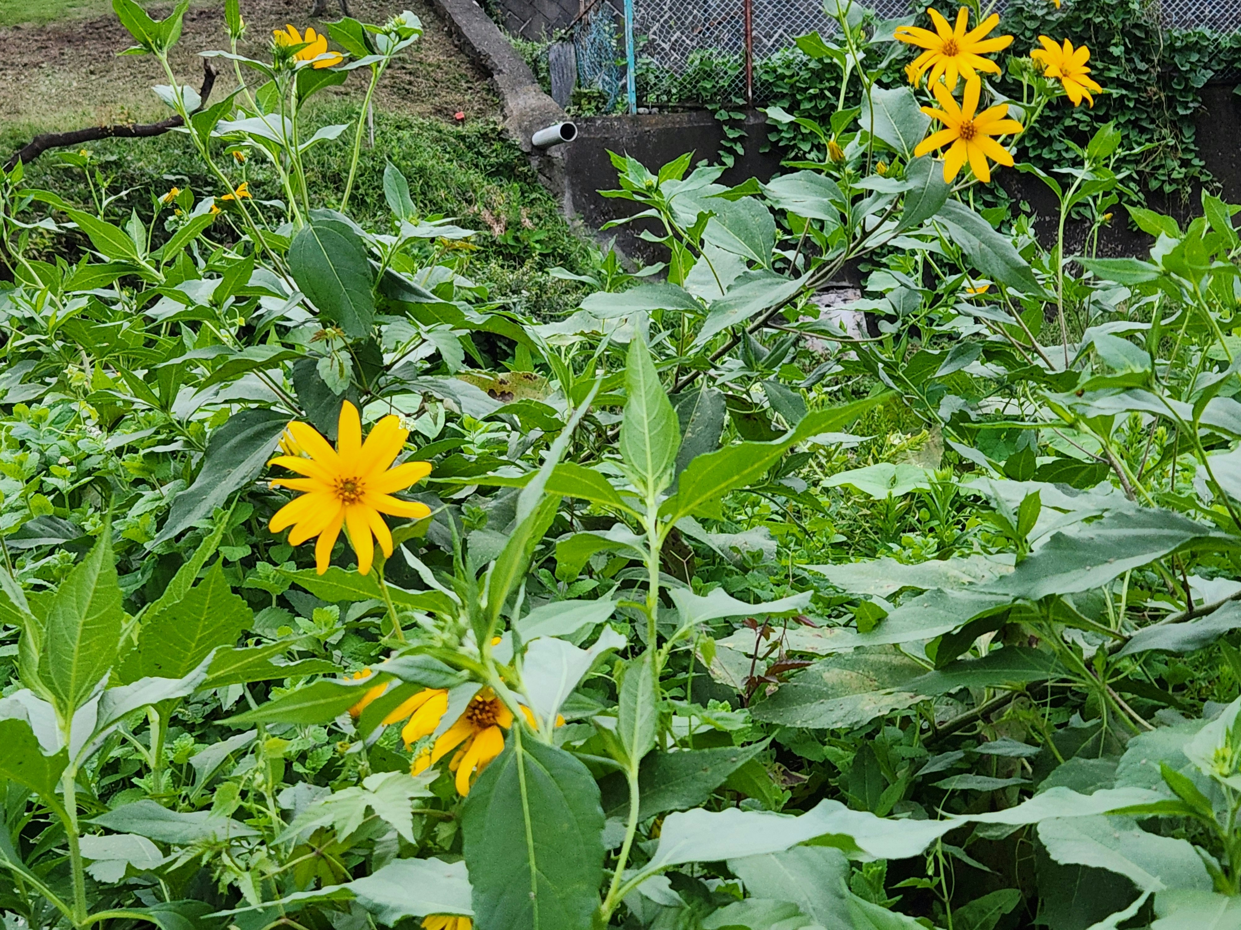 花壇の黄色い花と緑の葉が広がる庭の一角