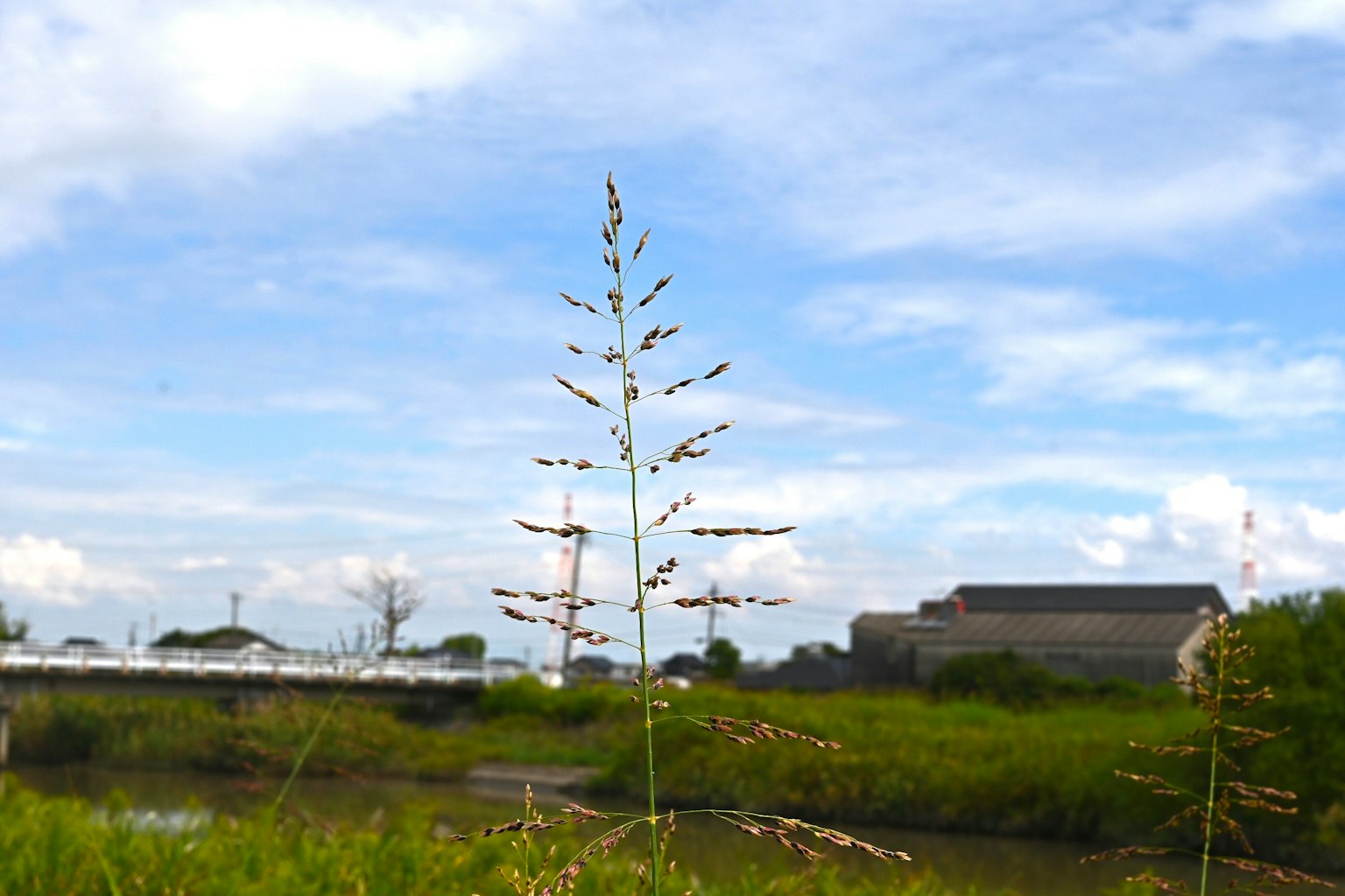 Tall grass against a blue sky with clouds and a river view