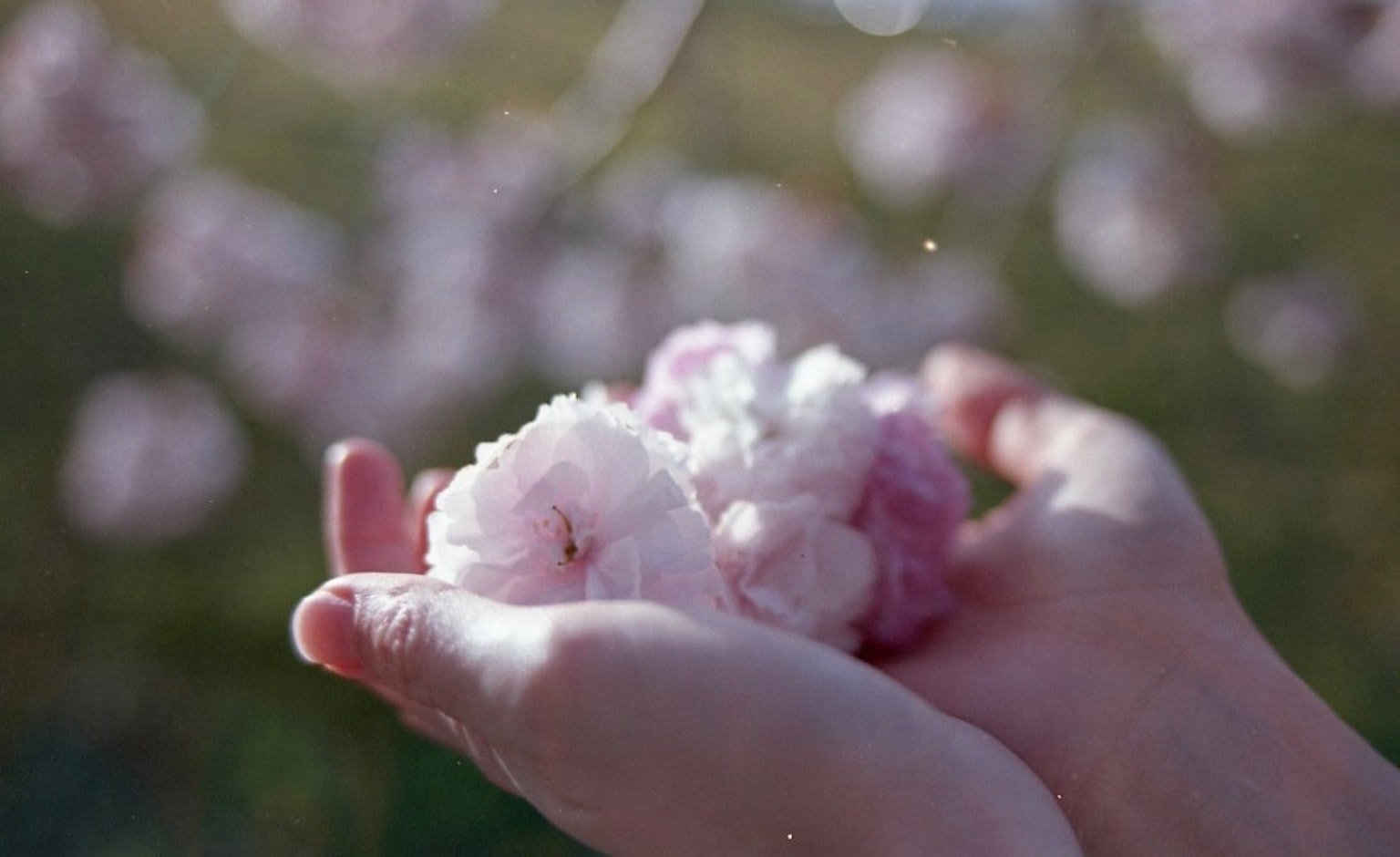 Tangan memegang kelopak bunga sakura berwarna pink lembut dengan pohon sakura buram di latar belakang