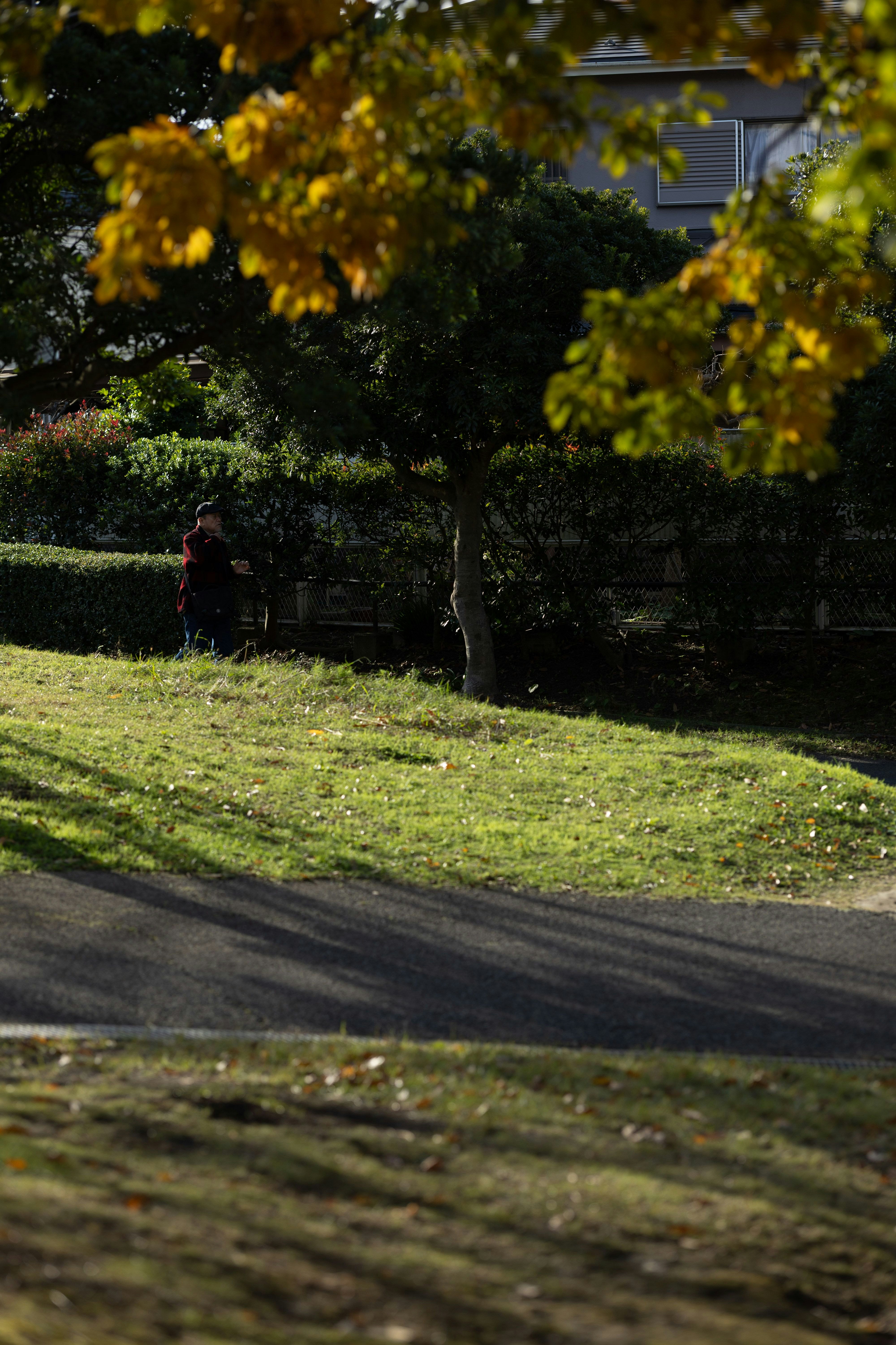 木々の間を通る小道と芝生のある公園の風景