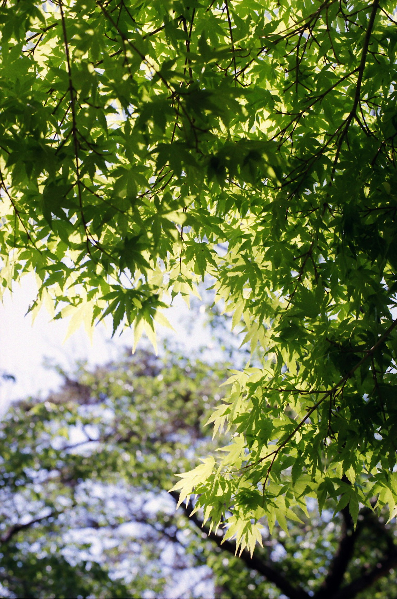 Primo piano di foglie verdi su rami di albero