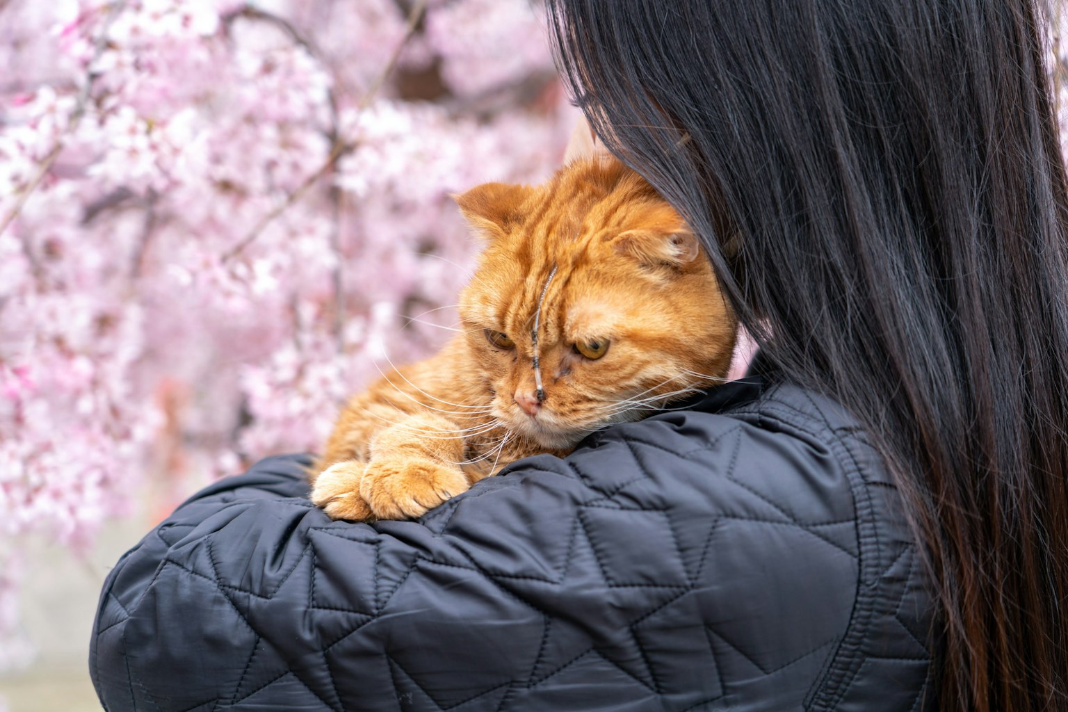 Woman holding an orange cat against a backdrop of cherry blossoms
