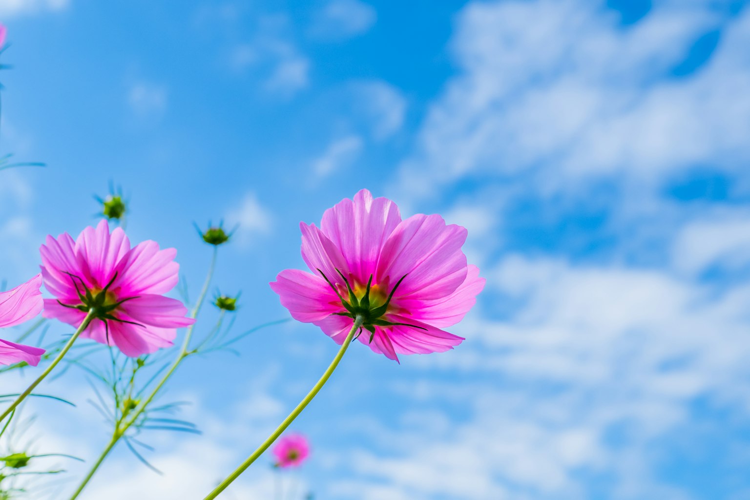 Close-up of pink flowers under a blue sky with white clouds