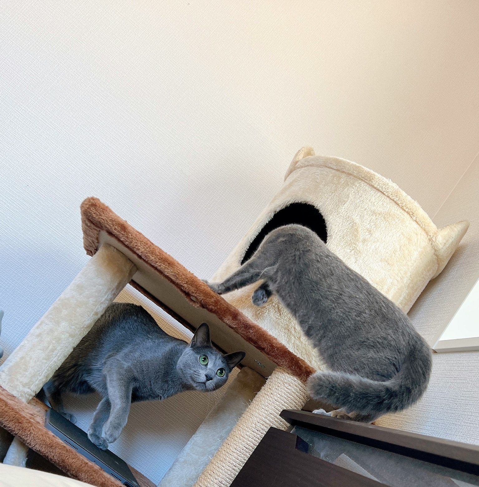 Gray cat playing on a cat tree
