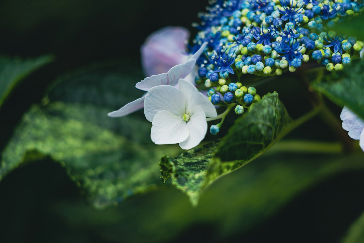 Primer plano de una flor blanca con hojas decorativas azules
