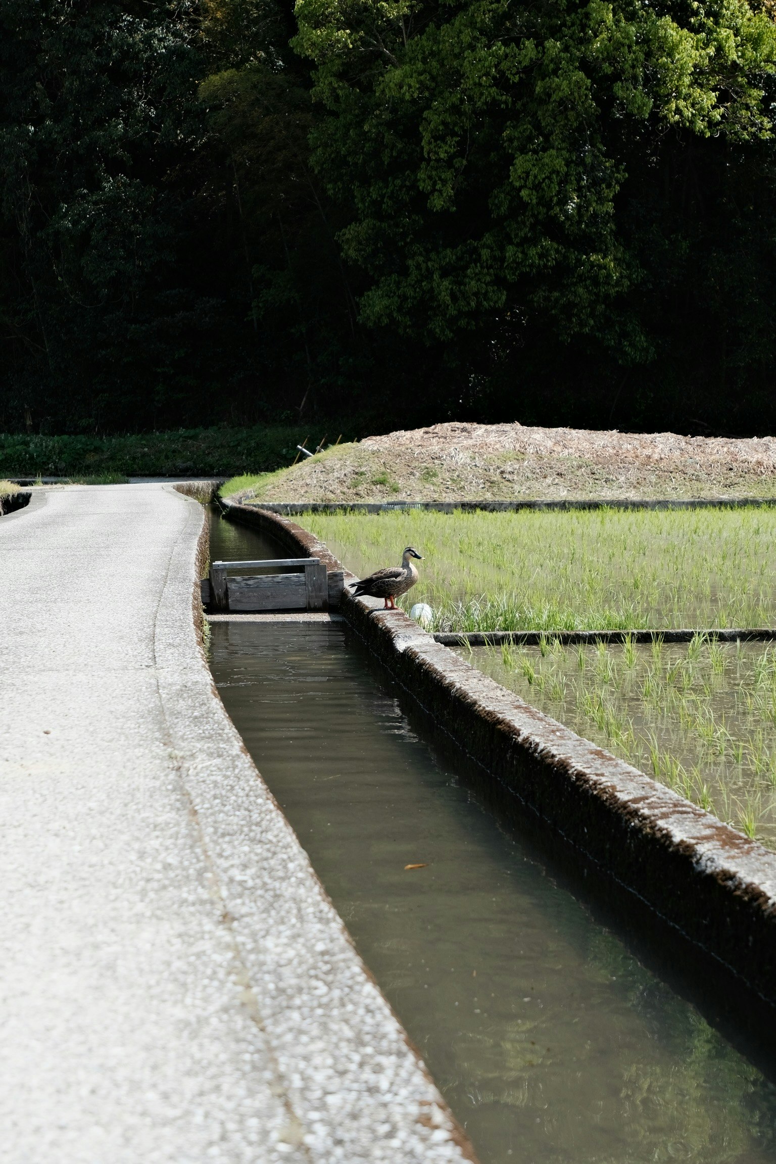 小さなアヒルが水路の縁で泳ぐ自然の風景