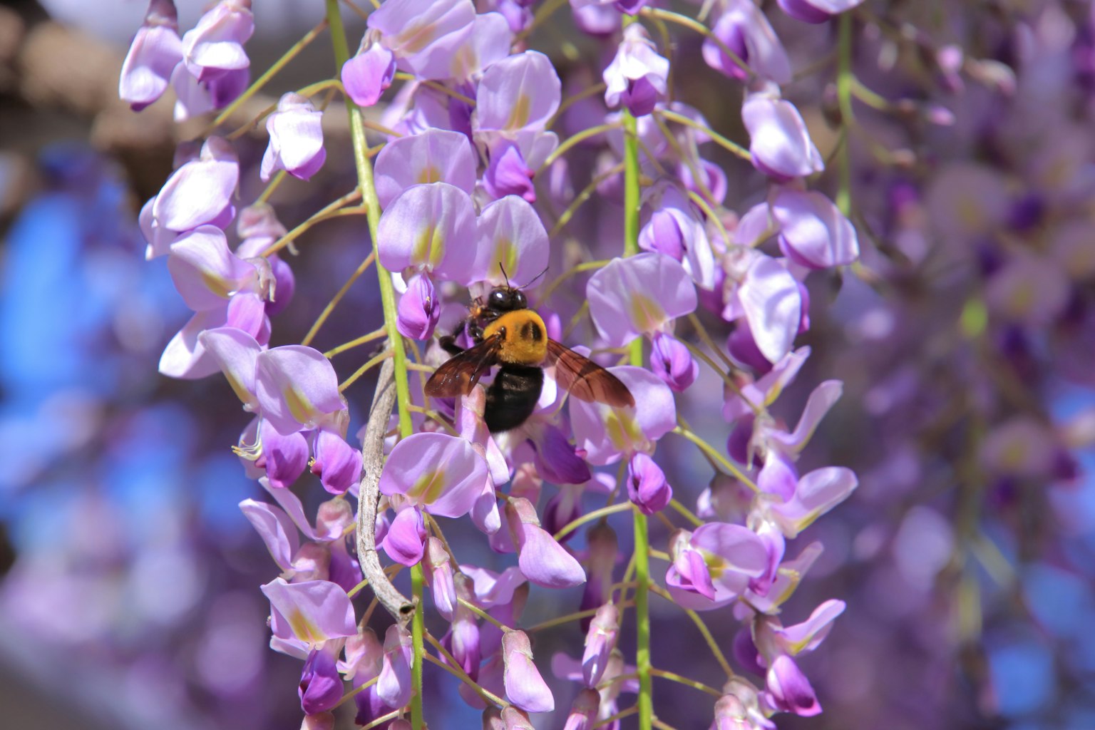 Bee among purple flowers