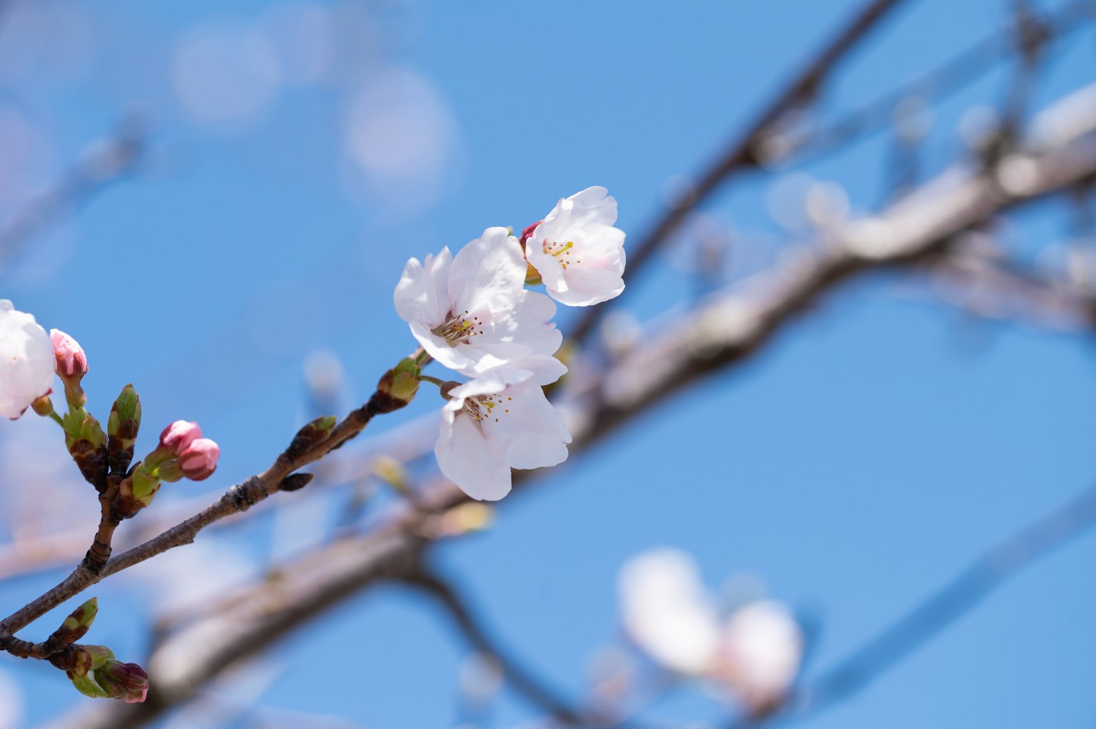 Cherry blossoms and buds blooming against a blue sky