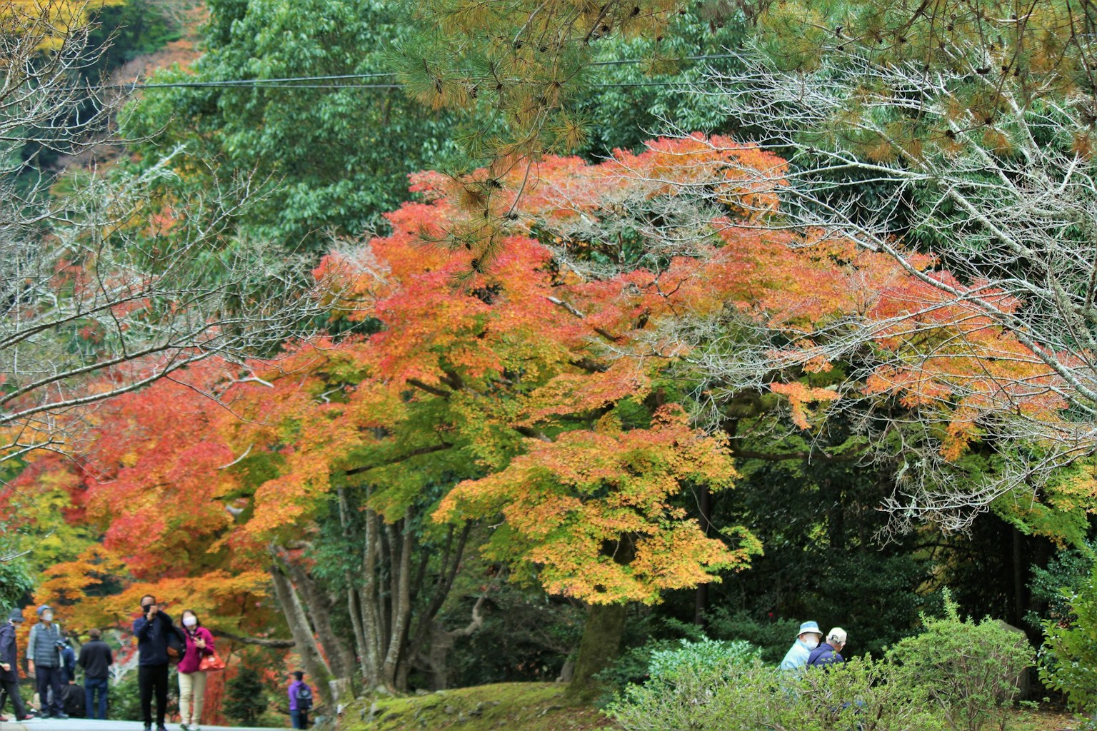 秋季景觀公園，生動的秋葉和散步的人們