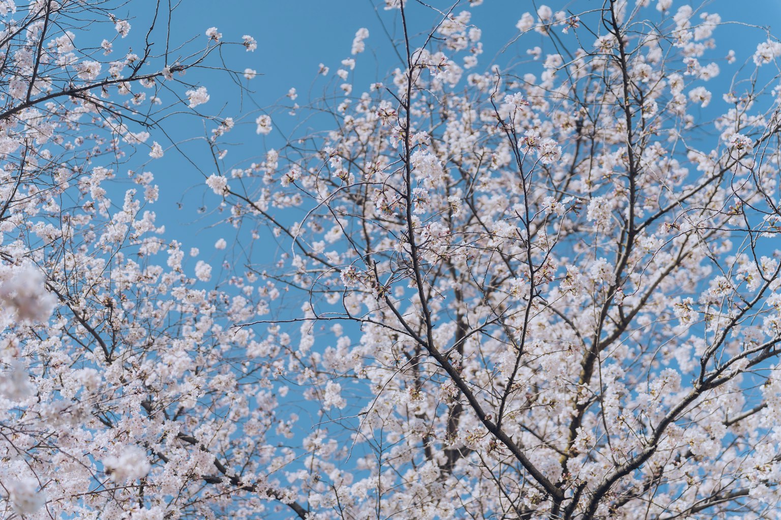 Fleurs de cerisier et branches sous un ciel bleu
