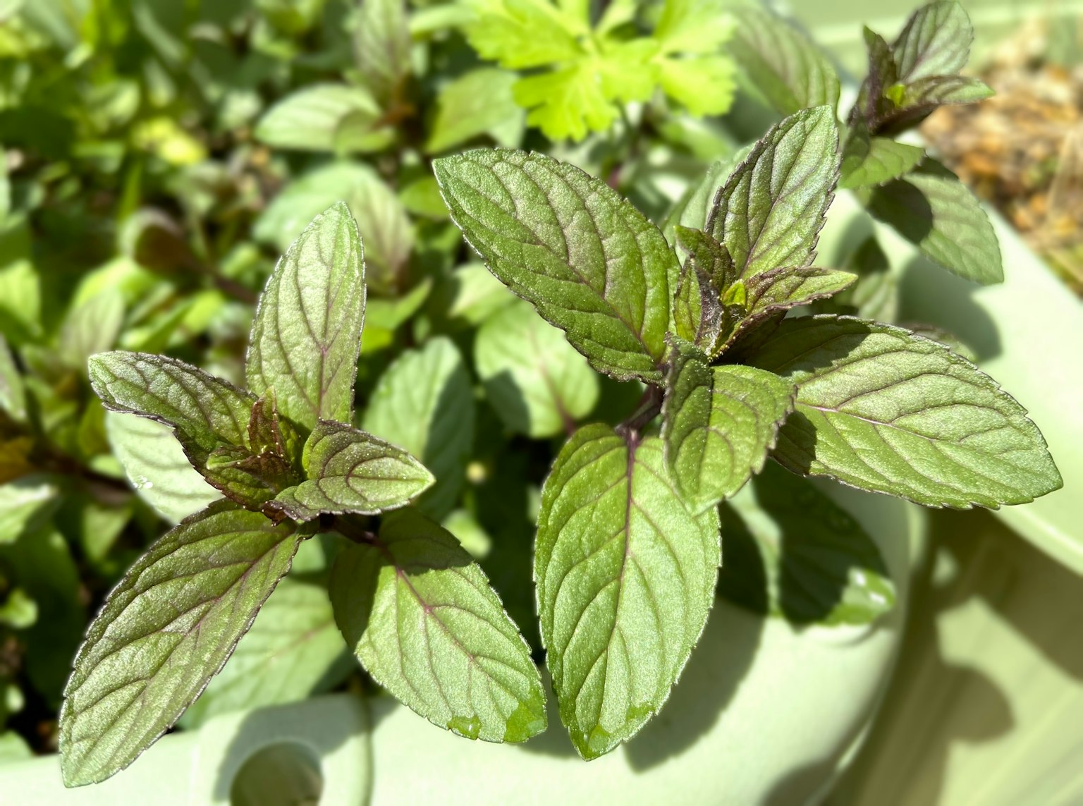 Kedekatan daun mint hijau cerah dengan pola khas