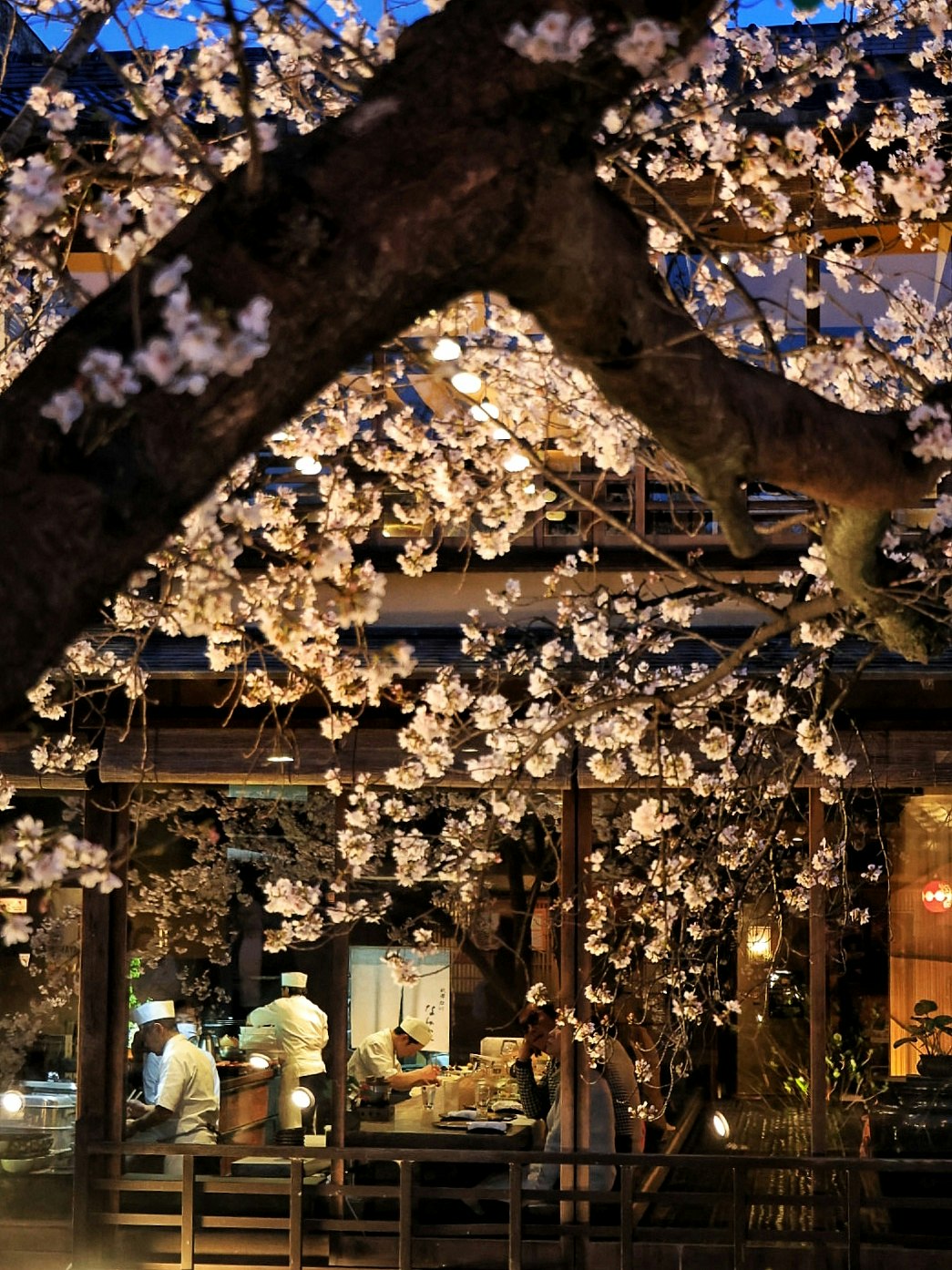 夜の桜並木の下で提灯が灯る飲食街の軒先