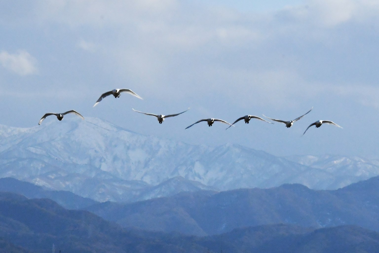 Eine Gruppe von Schwänen fliegt vor einer Kulisse schneebedeckter Berge