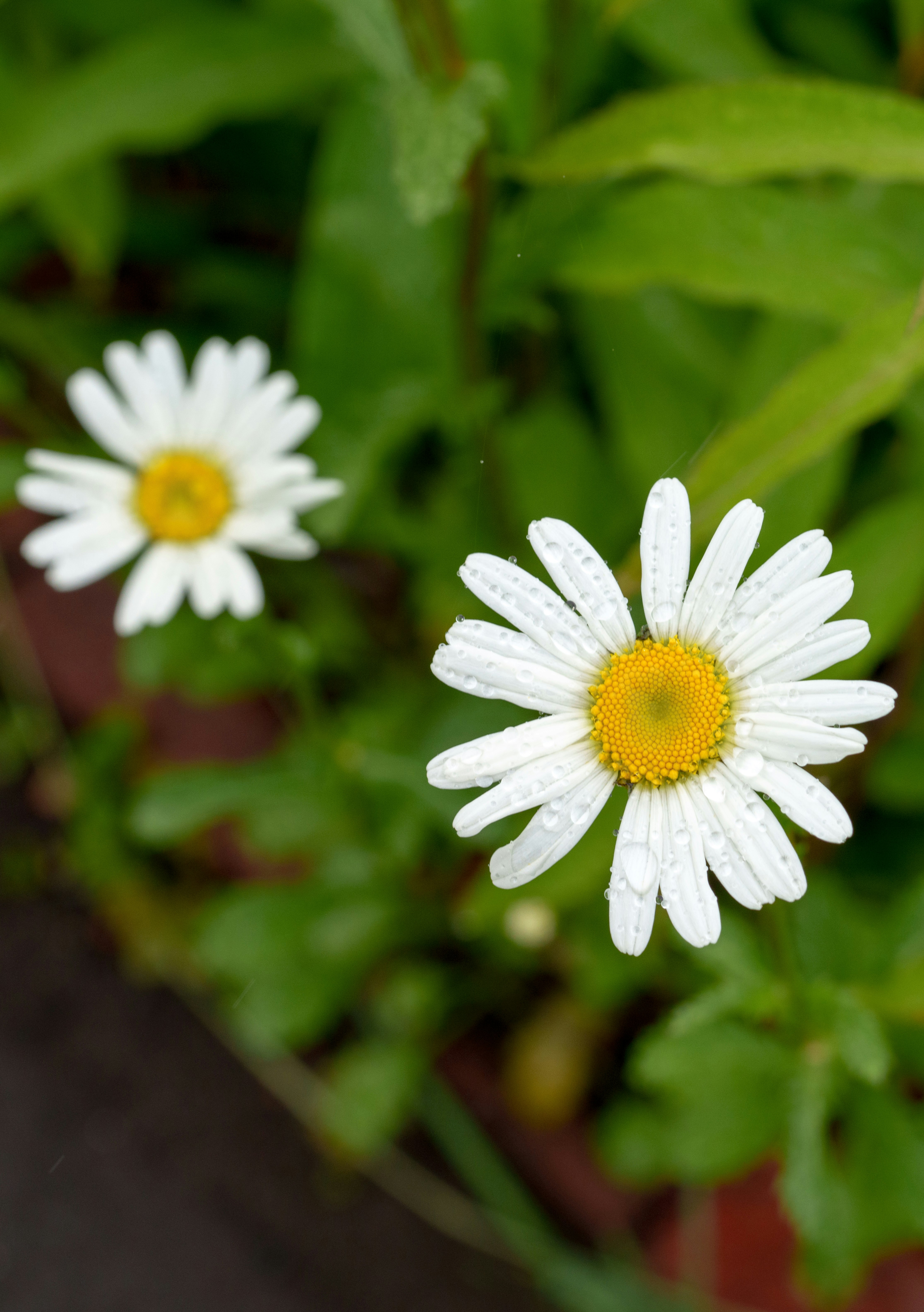白いマーガレットの花のクローズアップ