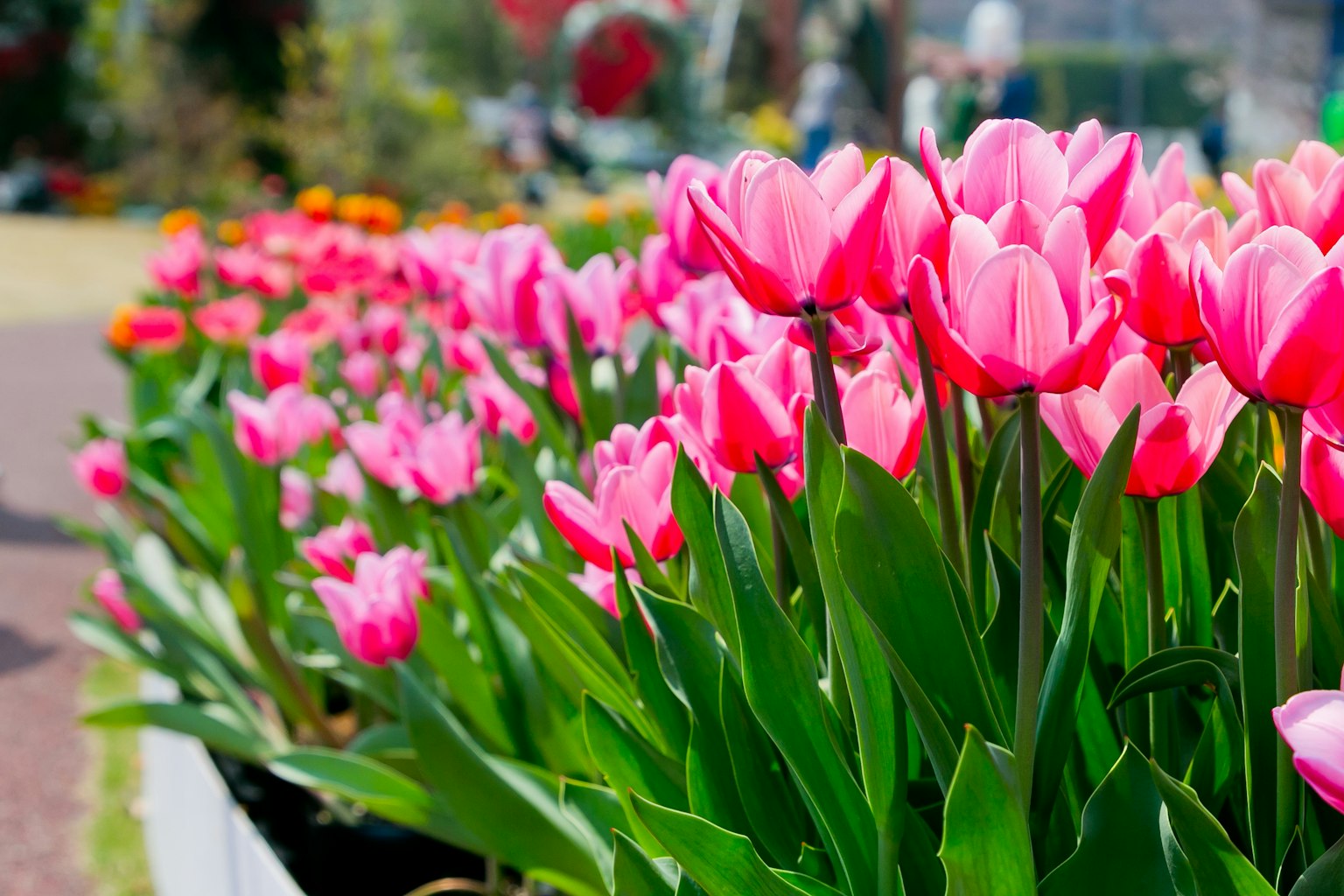 Những bông tulip hồng rực rỡ nở trong một bồn hoa