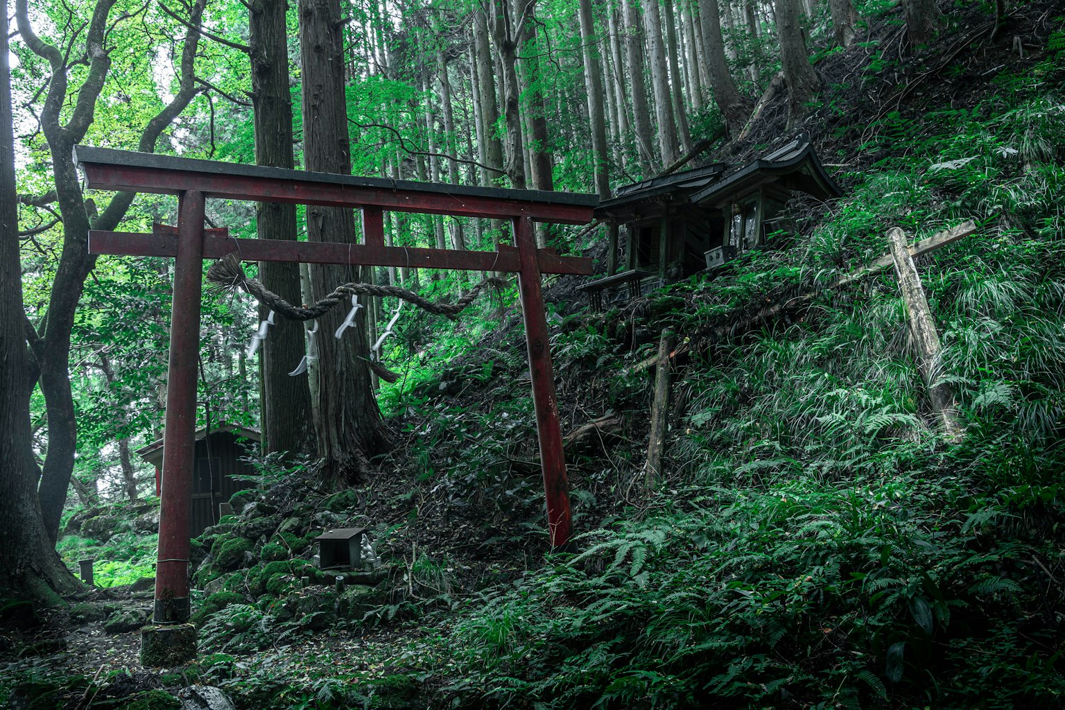 Un portail torii rouge dans une forêt tranquille avec de la mousse verte