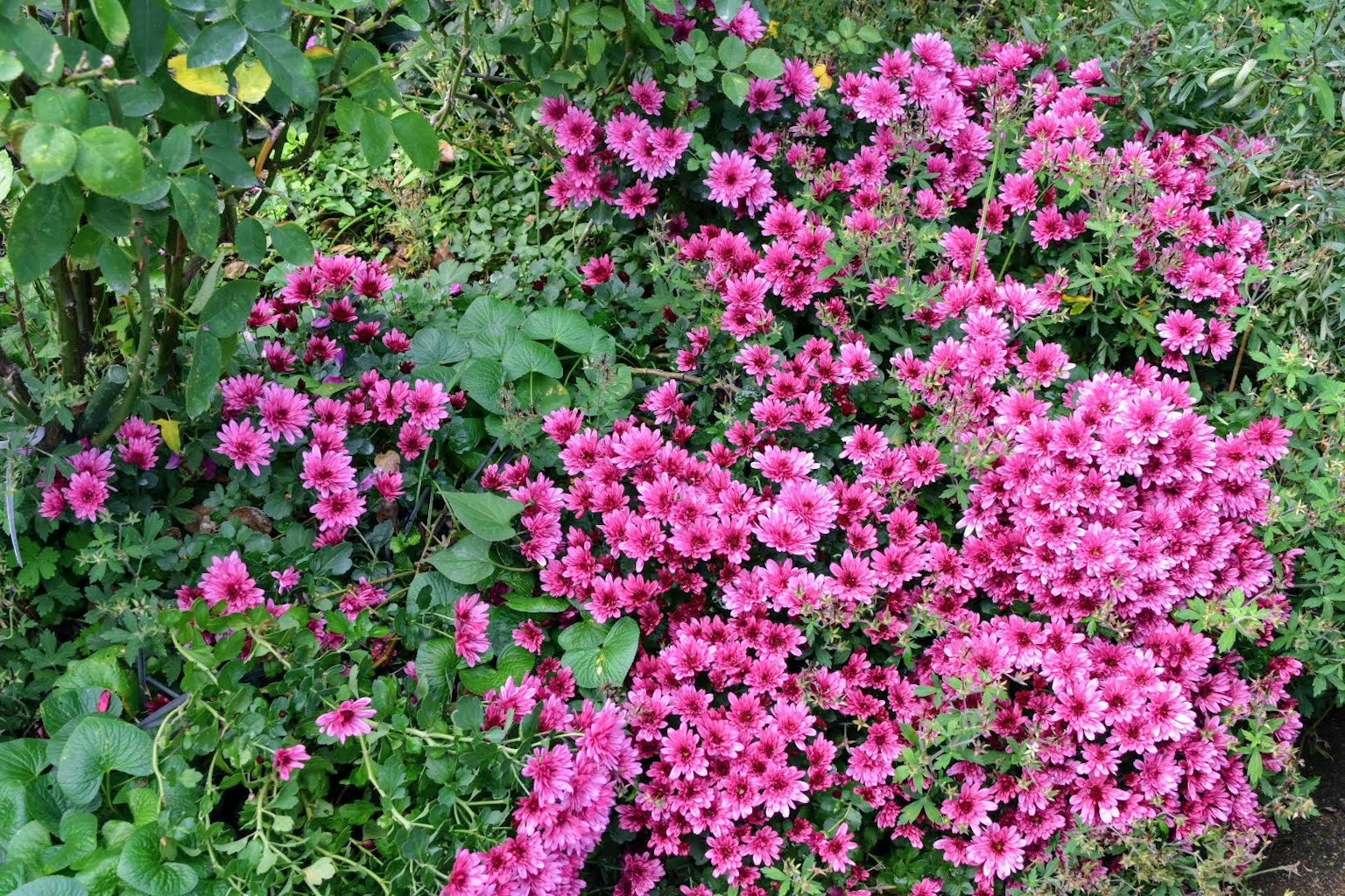 Vibrant pink flowers blooming in a garden