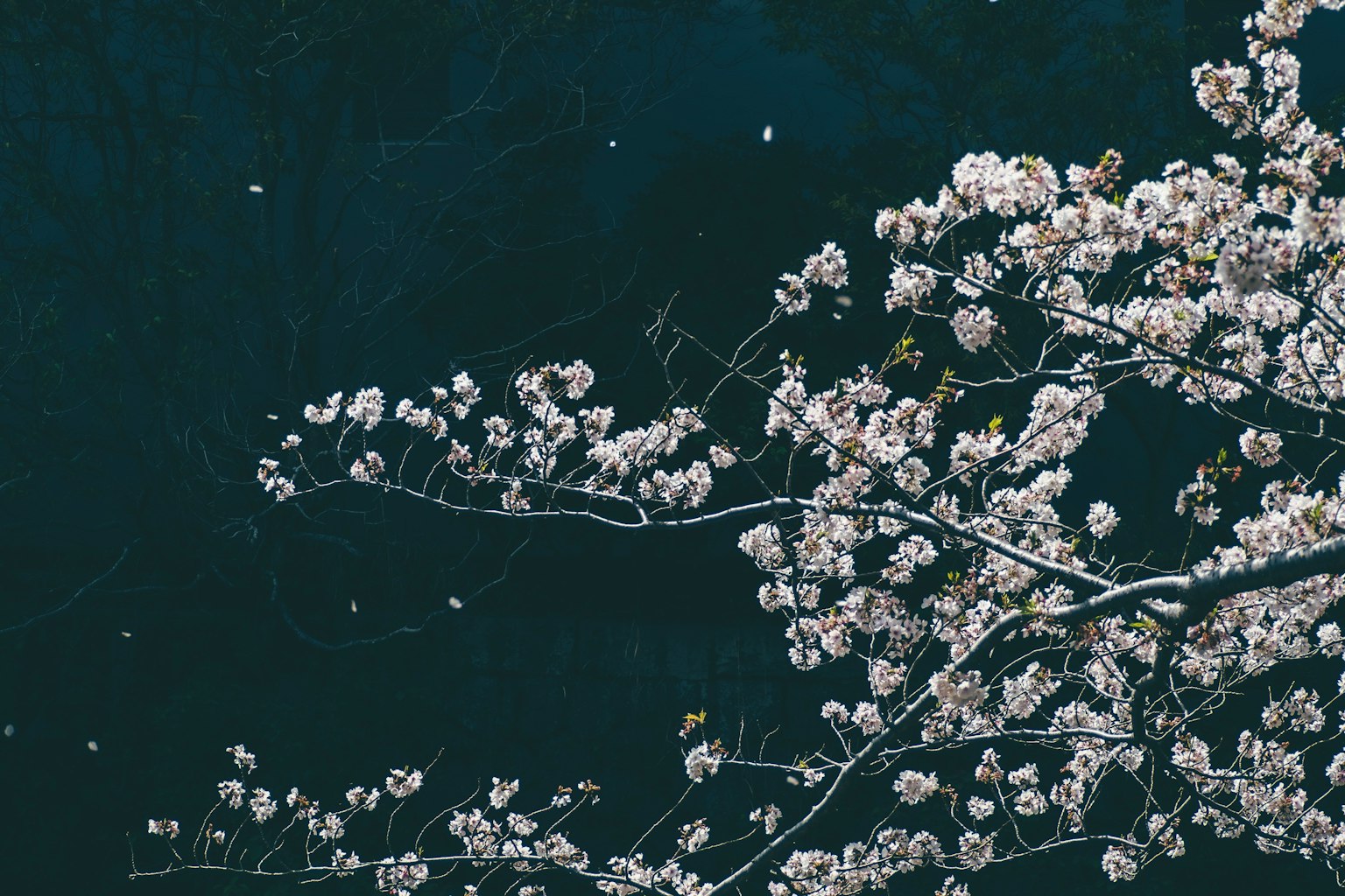 櫻花樹枝與深色背景