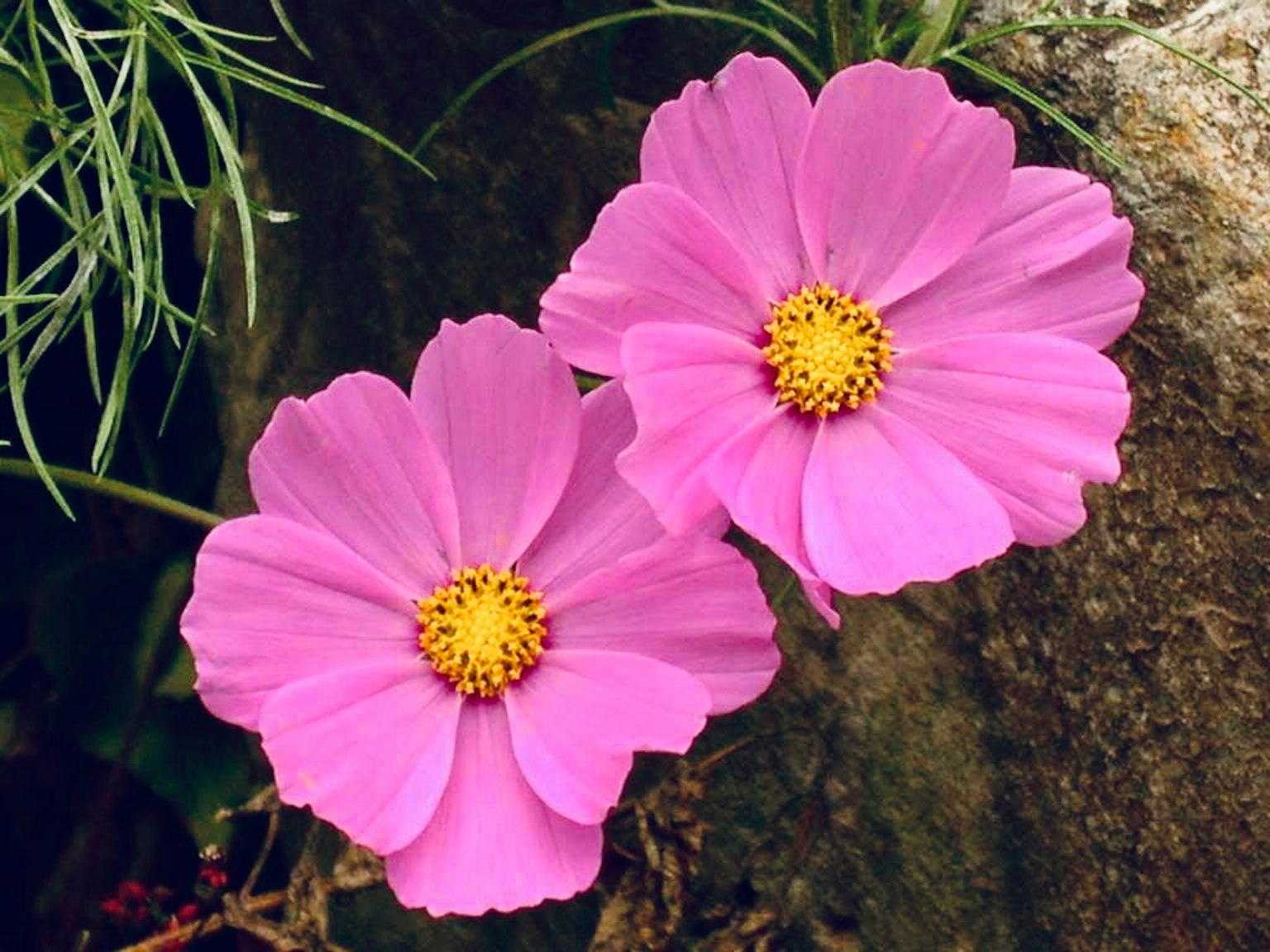 两朵粉色花朵，中心为黄色