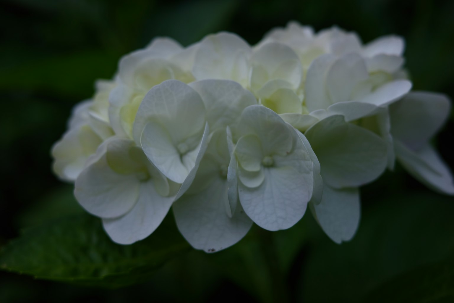 Fleur d'hortensia blanche fleurissant parmi des feuilles vertes
