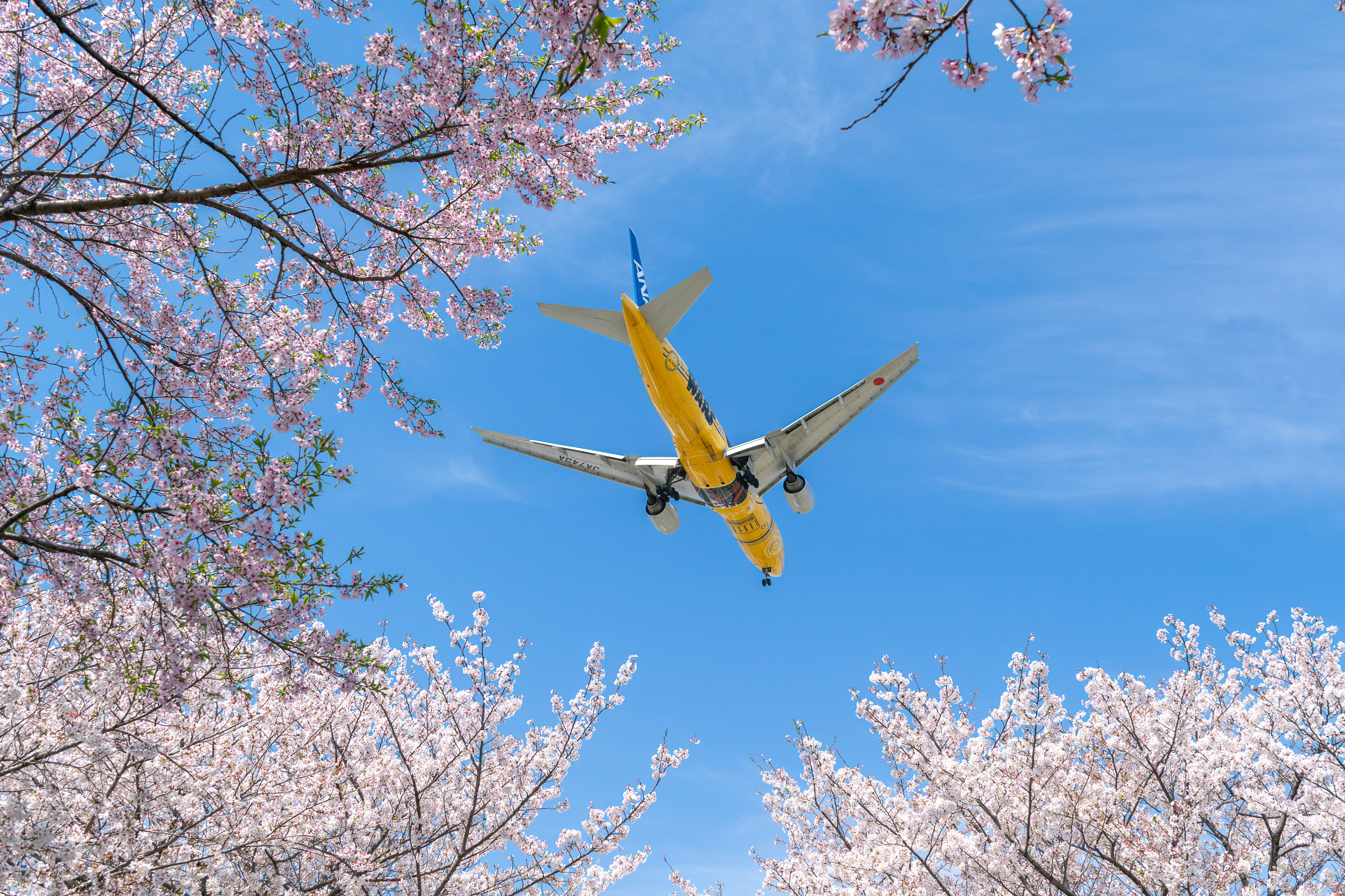 Un avión sobrevolando el Aeropuerto Internacional de Osaka con flores de cerezo