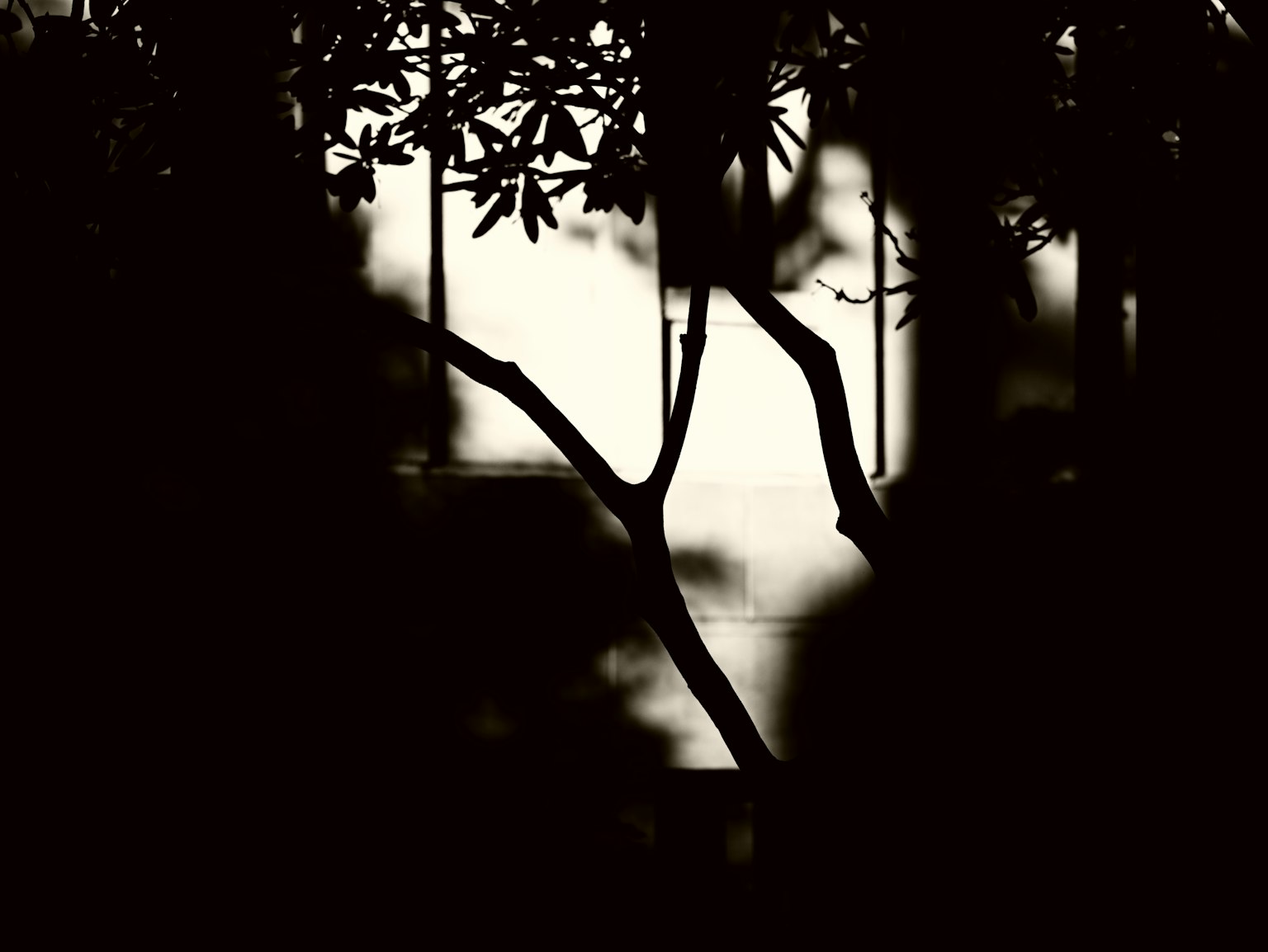 Silhouette von Baumzweigen vor einem weißen Hintergrund