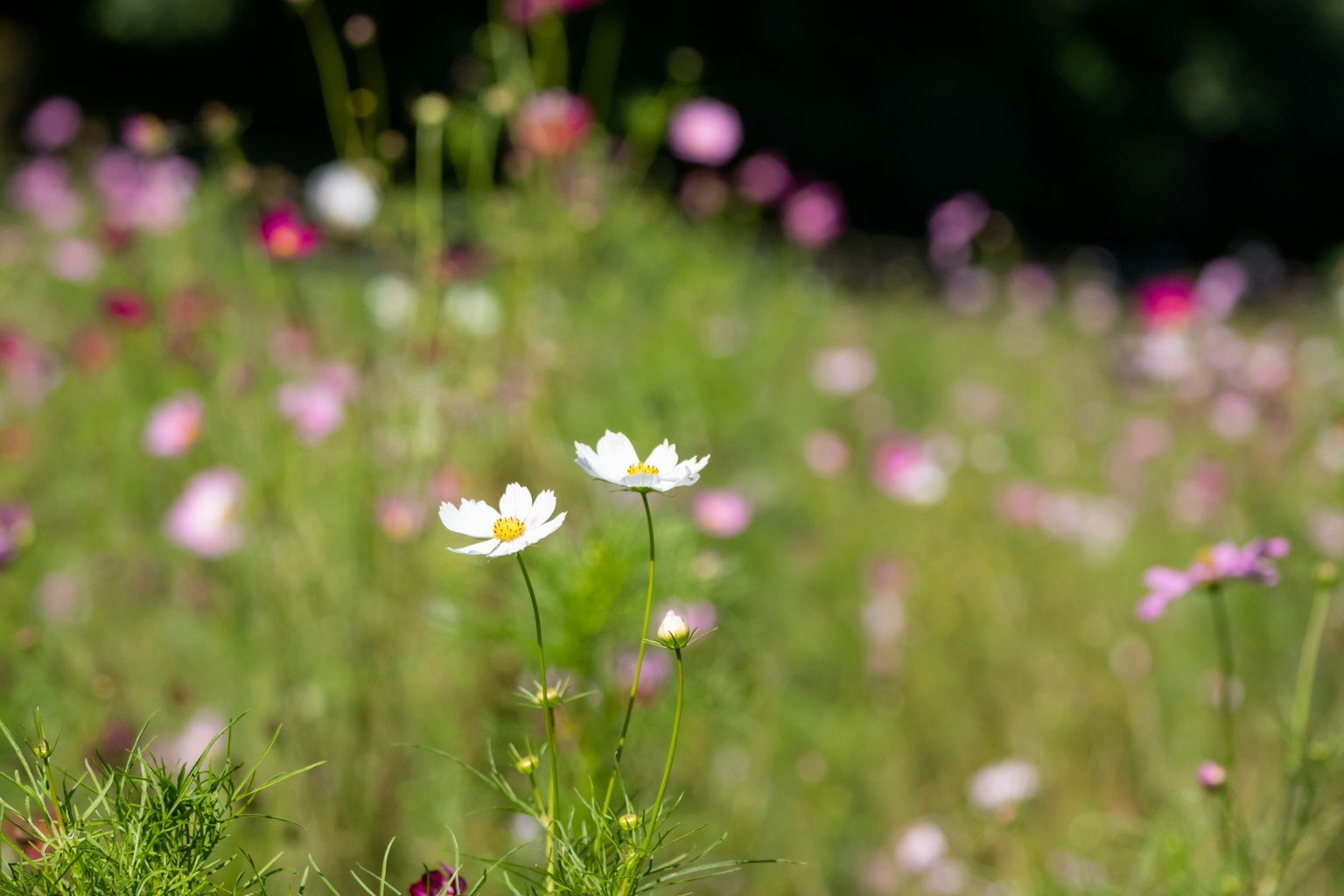 Un champ de fleurs colorées avec des fleurs blanches au premier plan