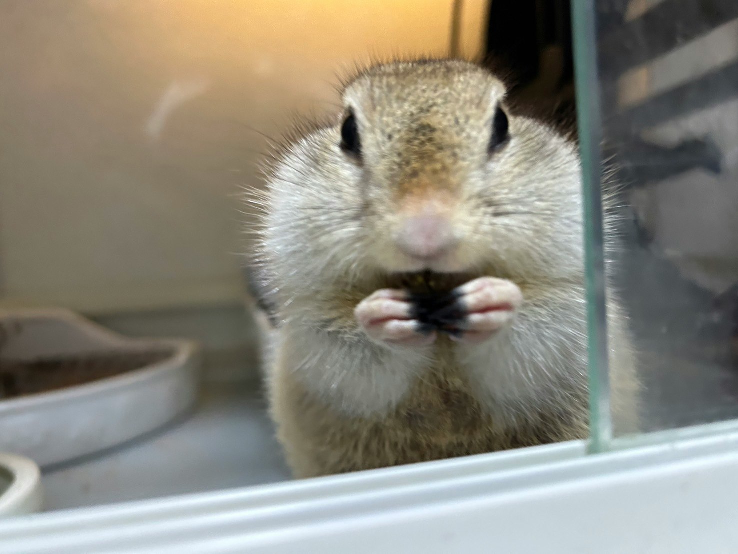 食事中のリチャードソンジリスが手でかじる姿