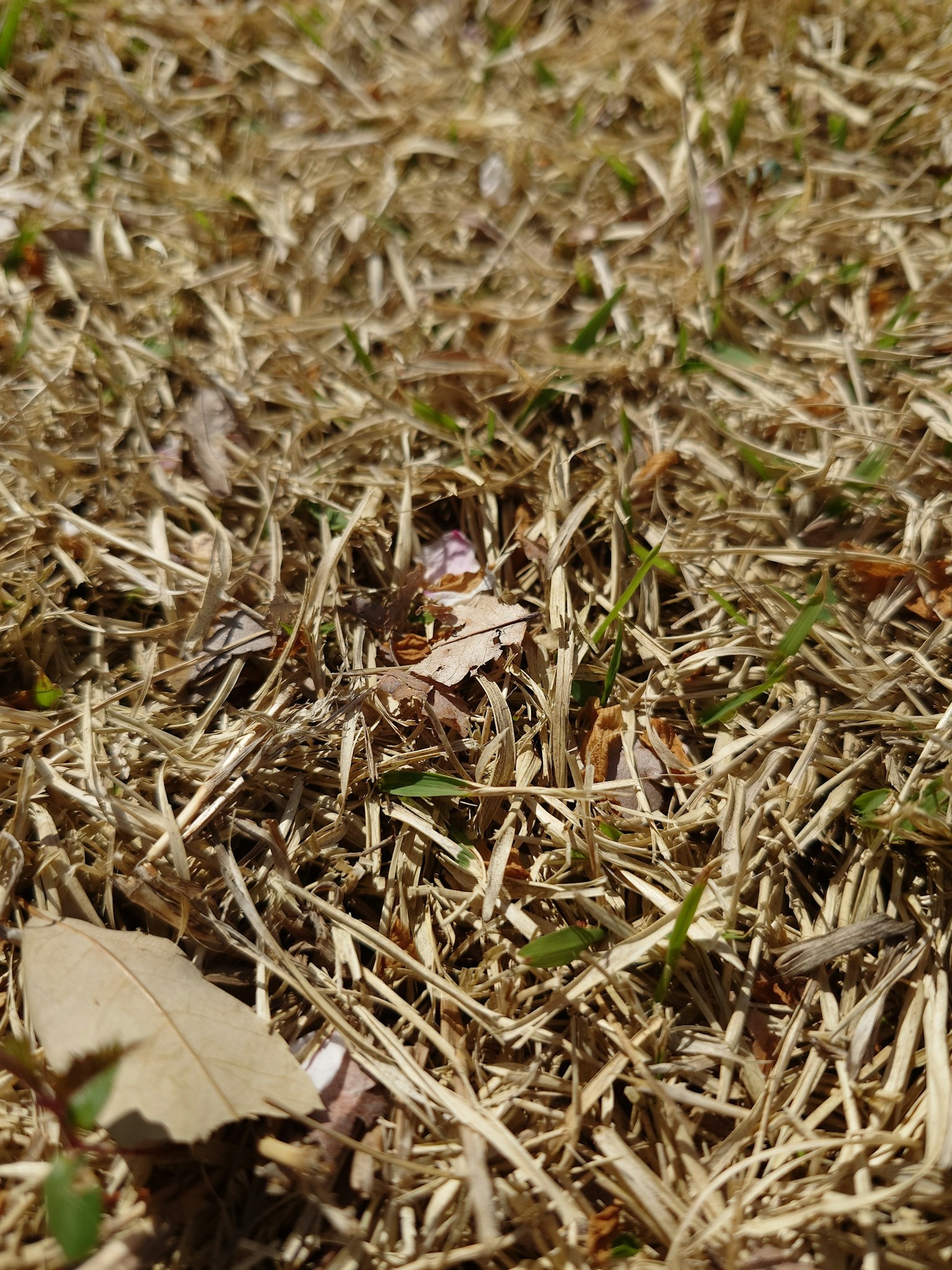 Primo piano di erba secca mescolata a foglie cadute sul terreno