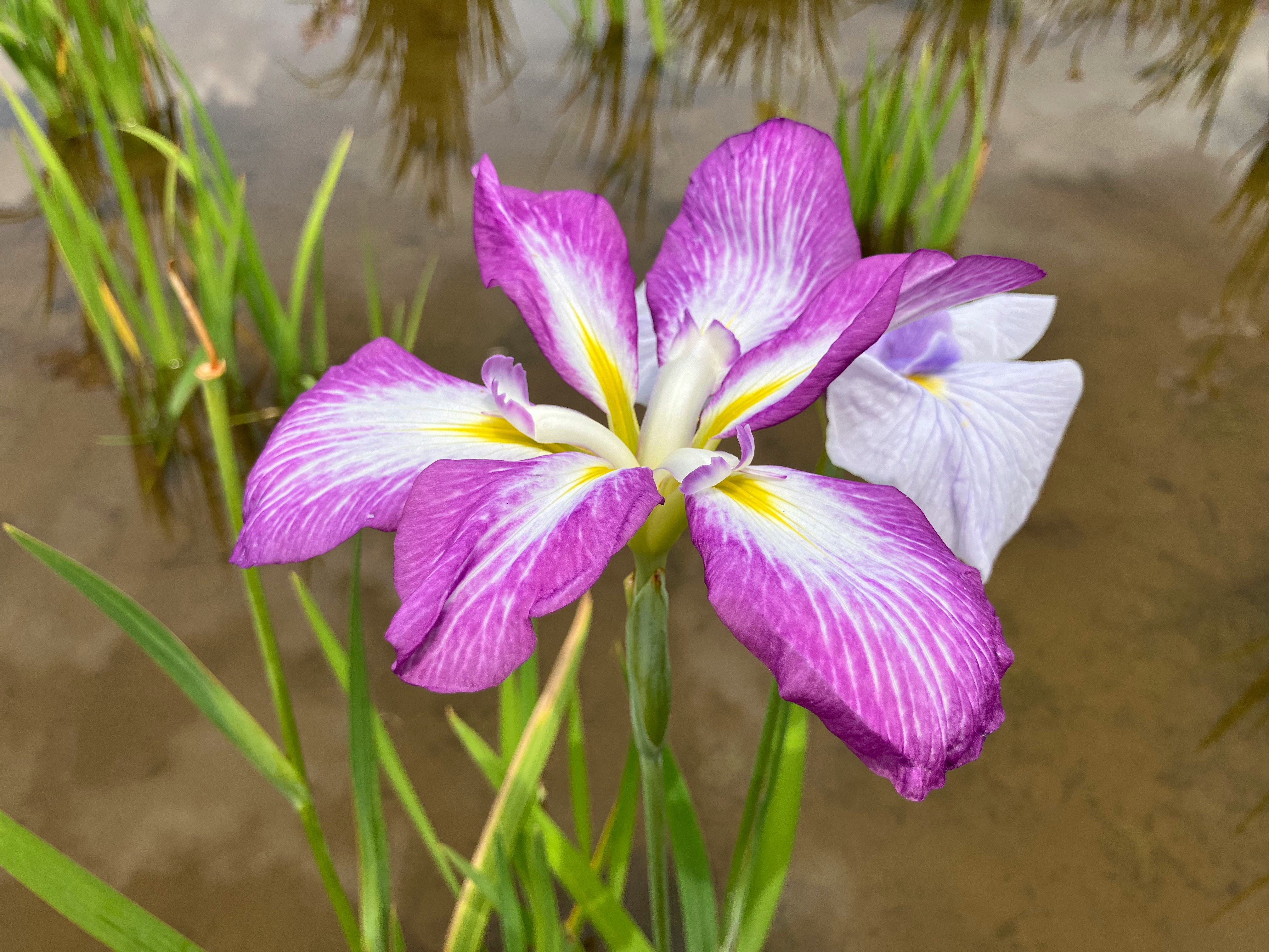 紫と白のアイリスの花が水辺の土に咲く