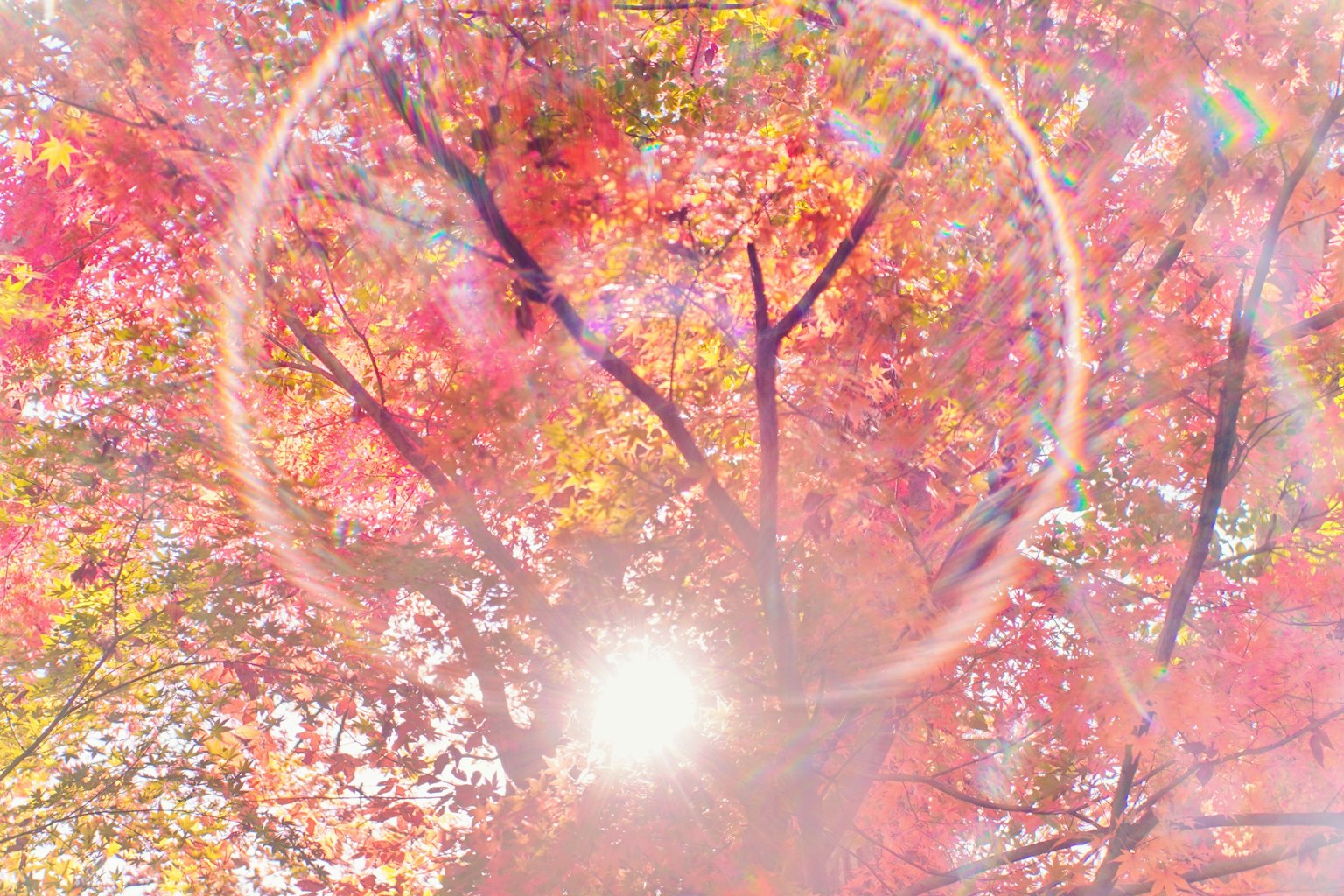 Sunlight filtering through vibrant autumn leaves with a circular halo effect